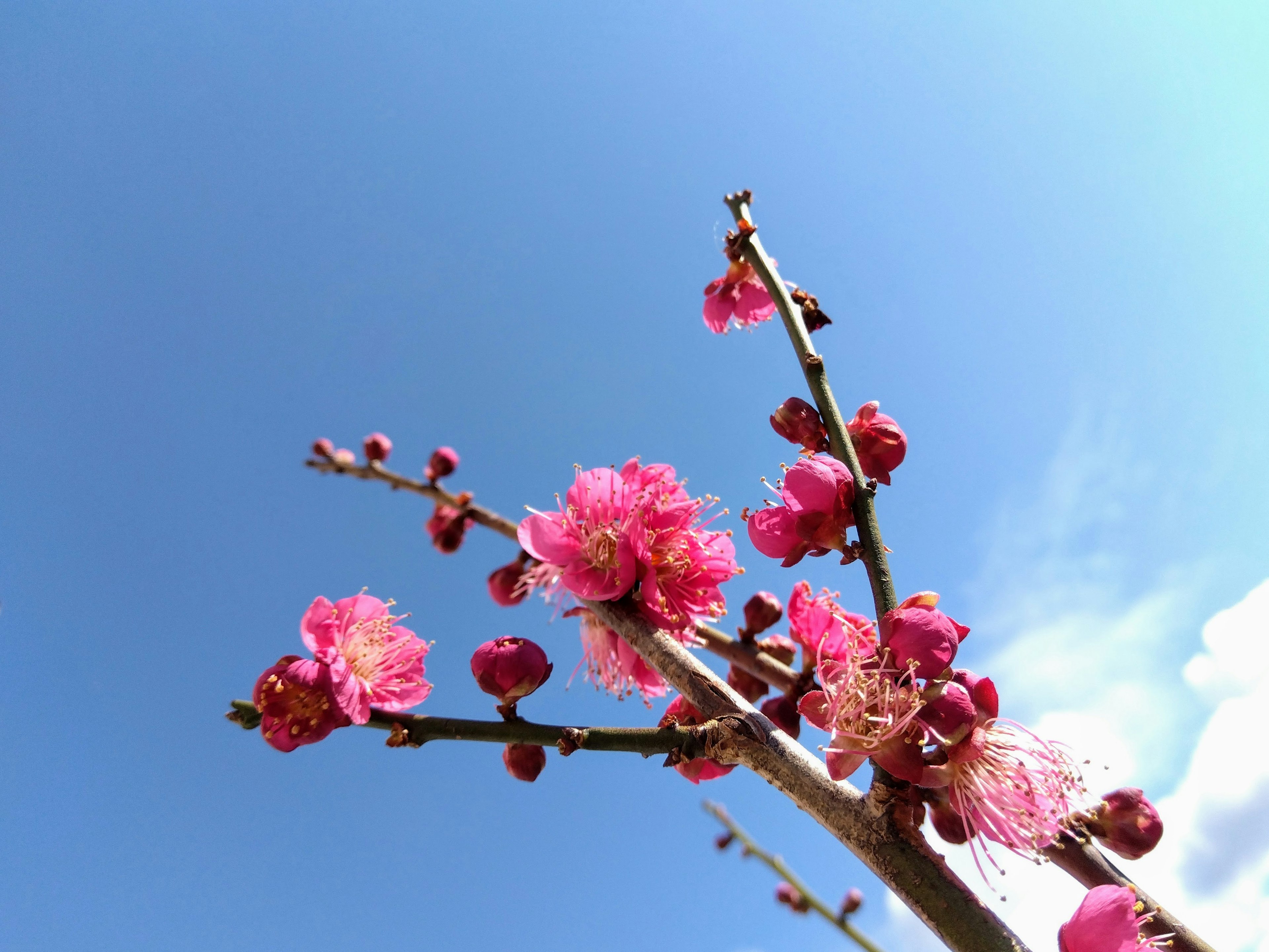 Lebendige rosa Pflaumenblüten vor blauem Himmel