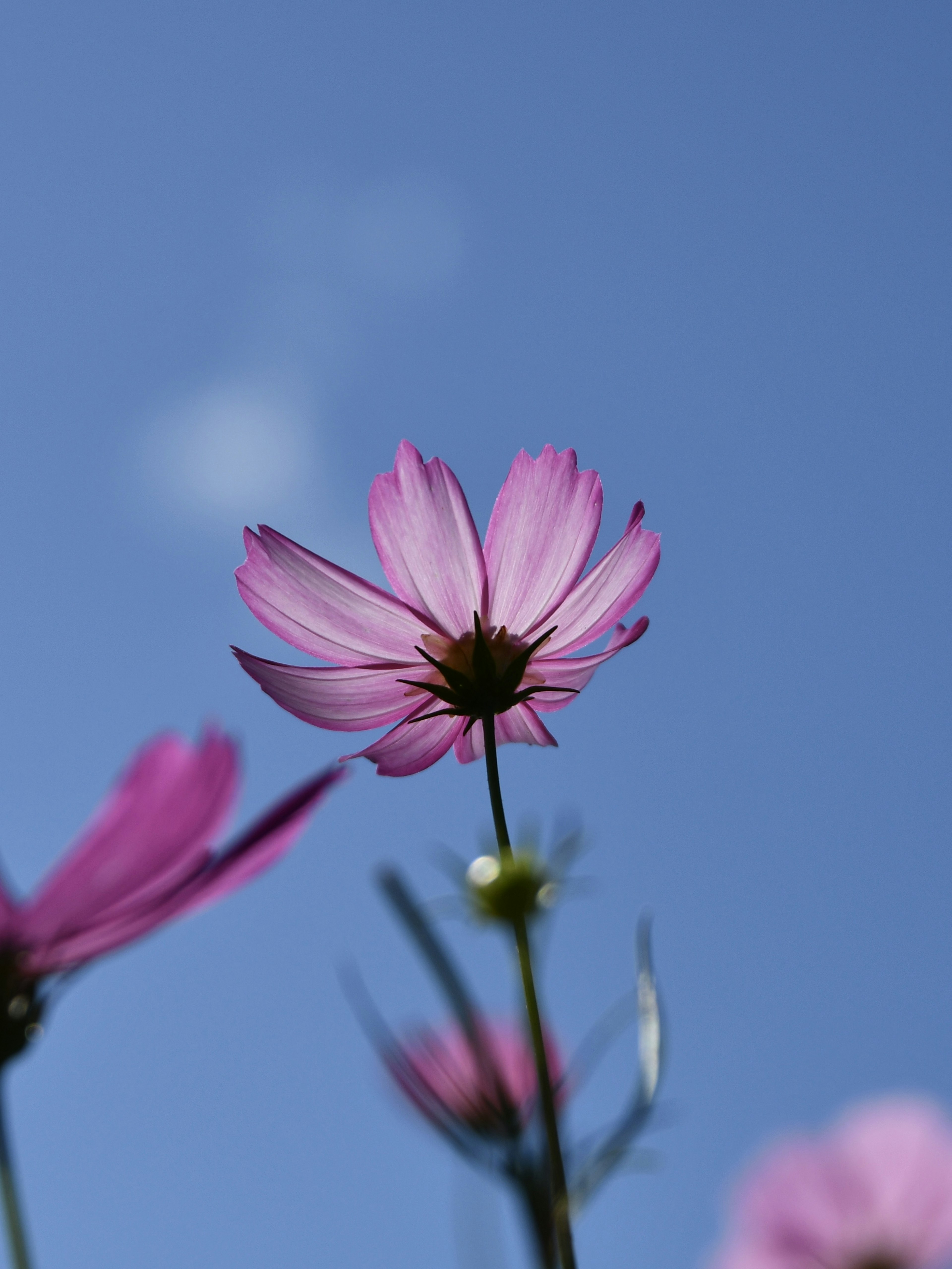 Nahaufnahme einer rosa Blume vor blauem Himmel