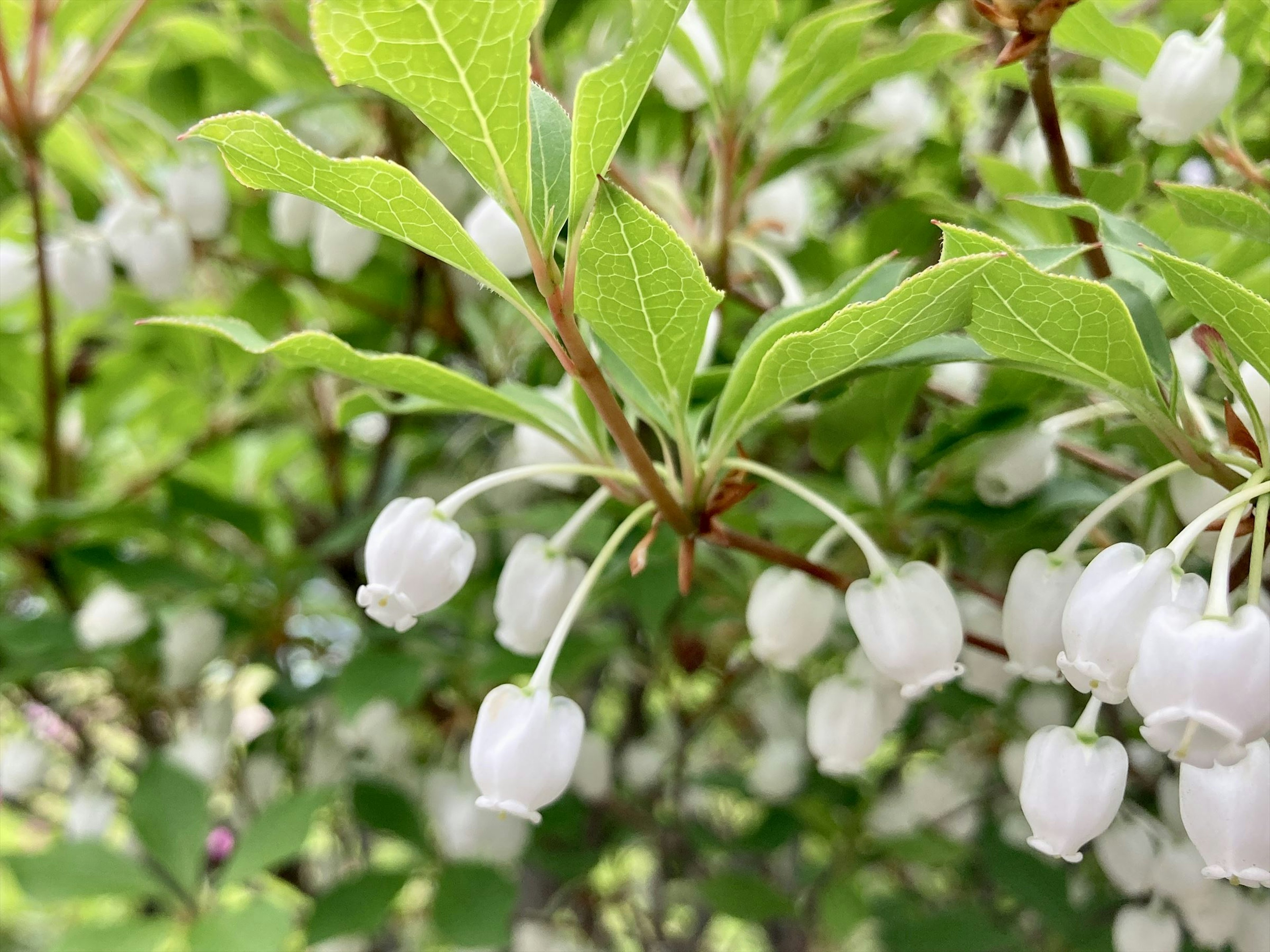 白い花のつぼみがついた緑の葉の枝