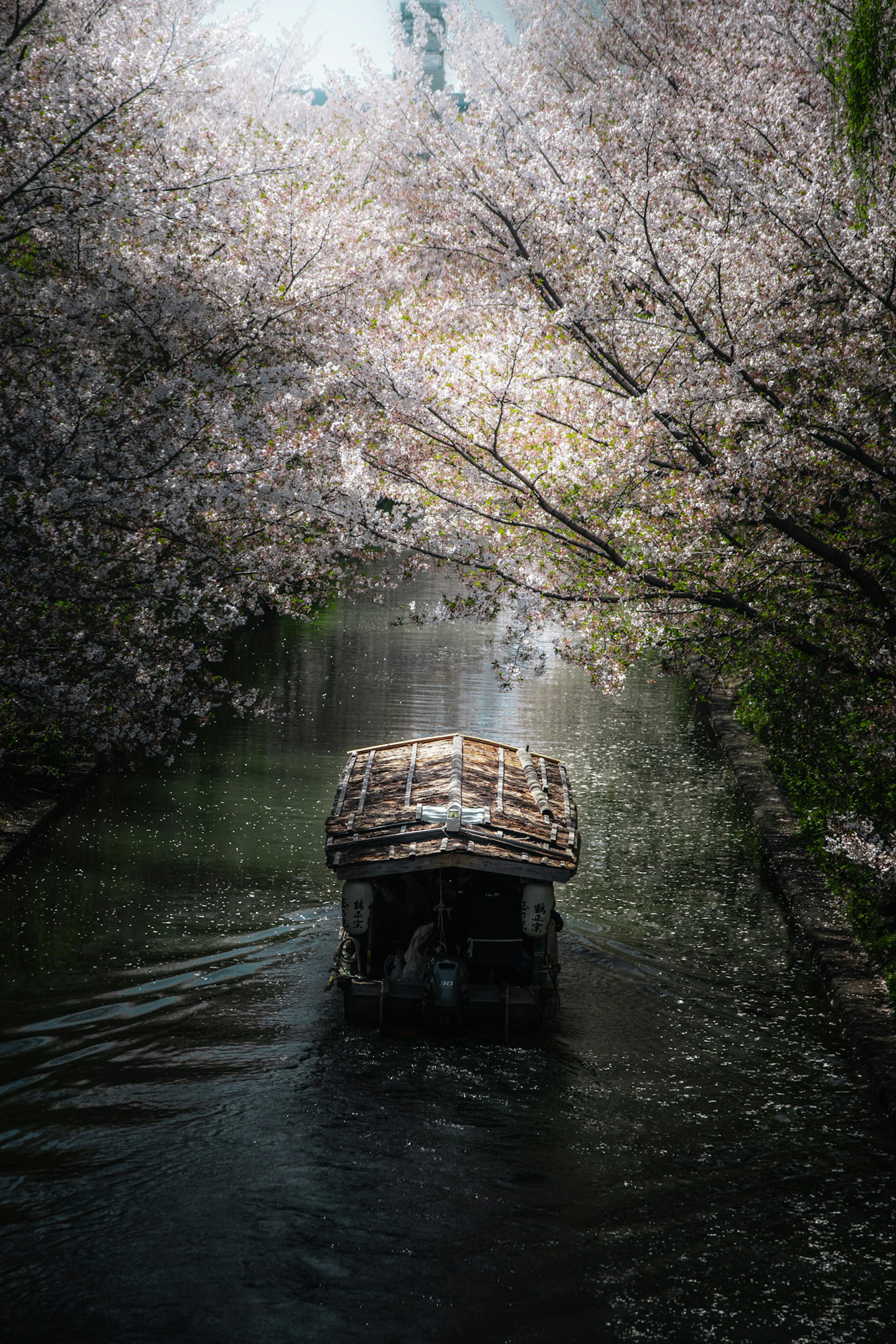 เรือเล็กแล่นผ่านทางน้ำเงียบสงบที่มีต้นซากุระล้อมรอบ