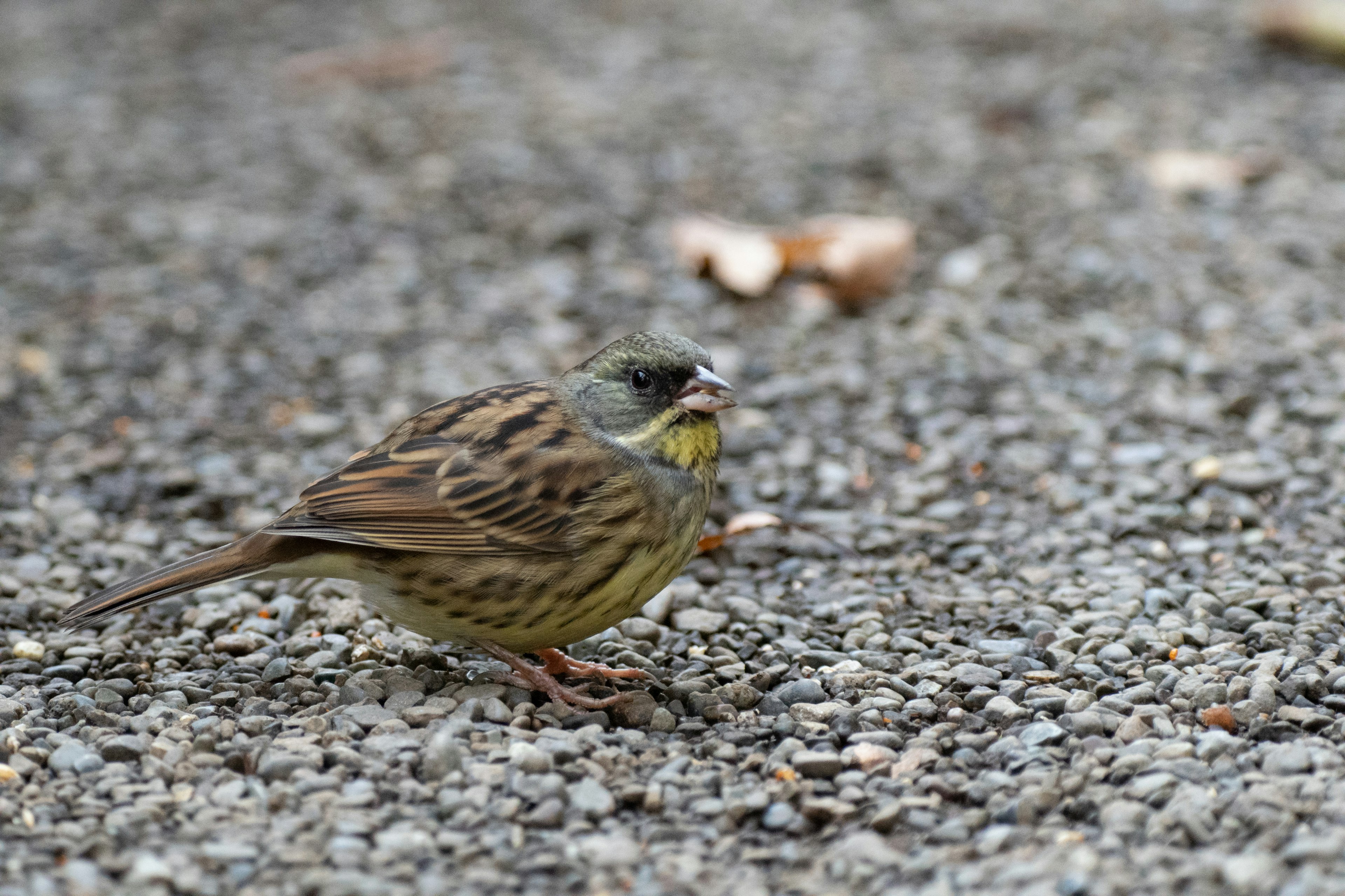 Image of a small green bird on the ground