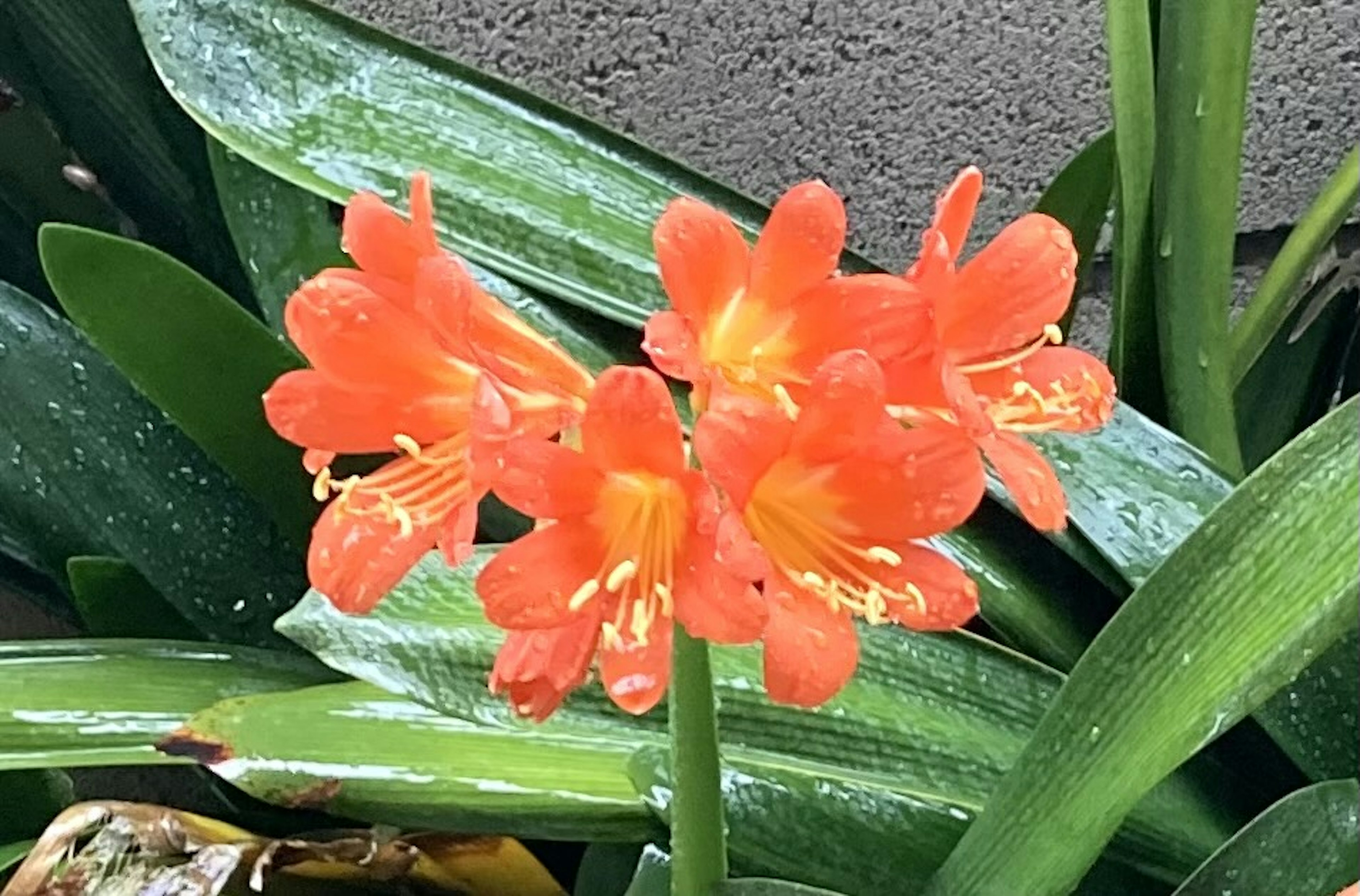 オレンジ色の花が咲いている植物のクローズアップ