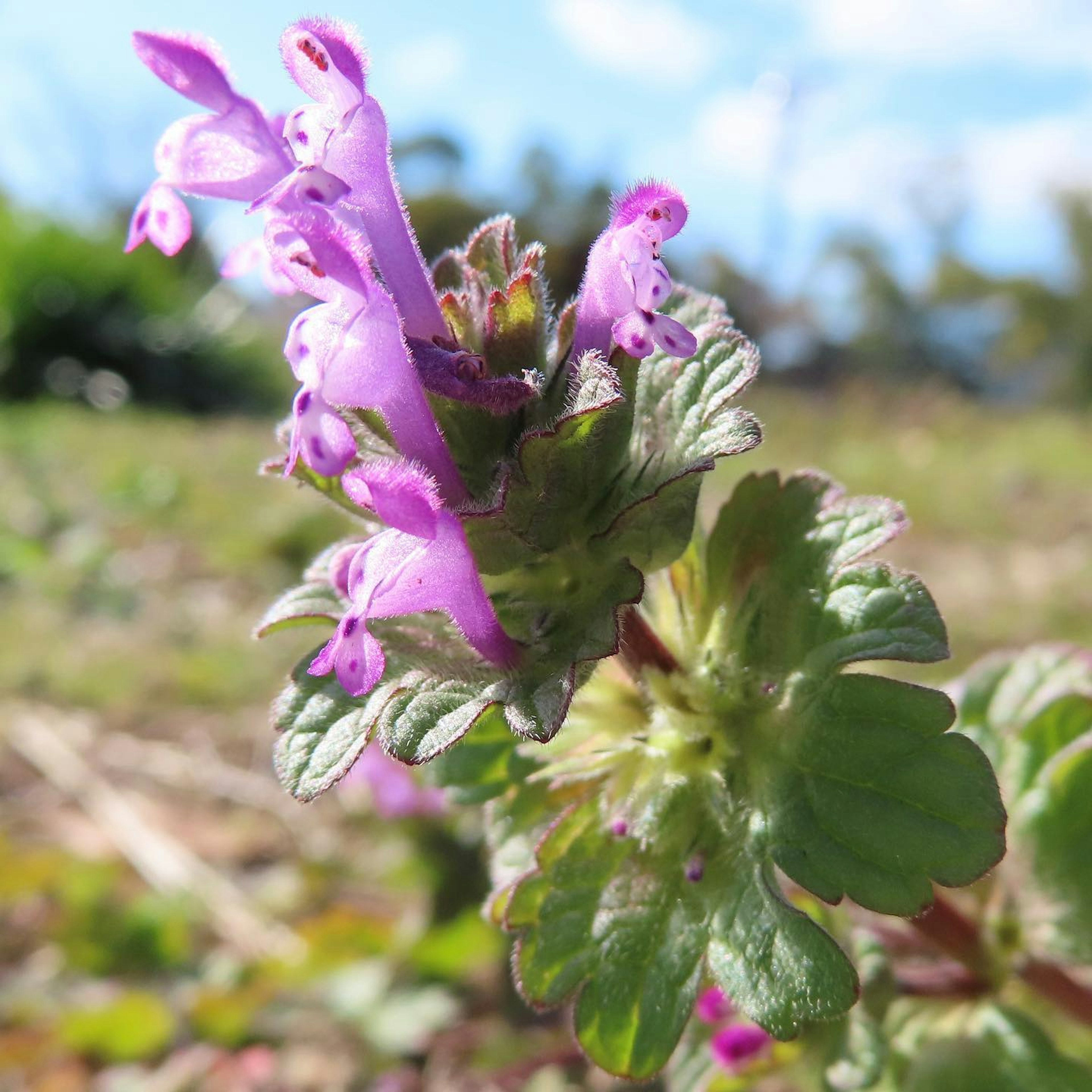 Nahaufnahme einer Pflanze mit lila Blumen und auffälligen grünen Blättern