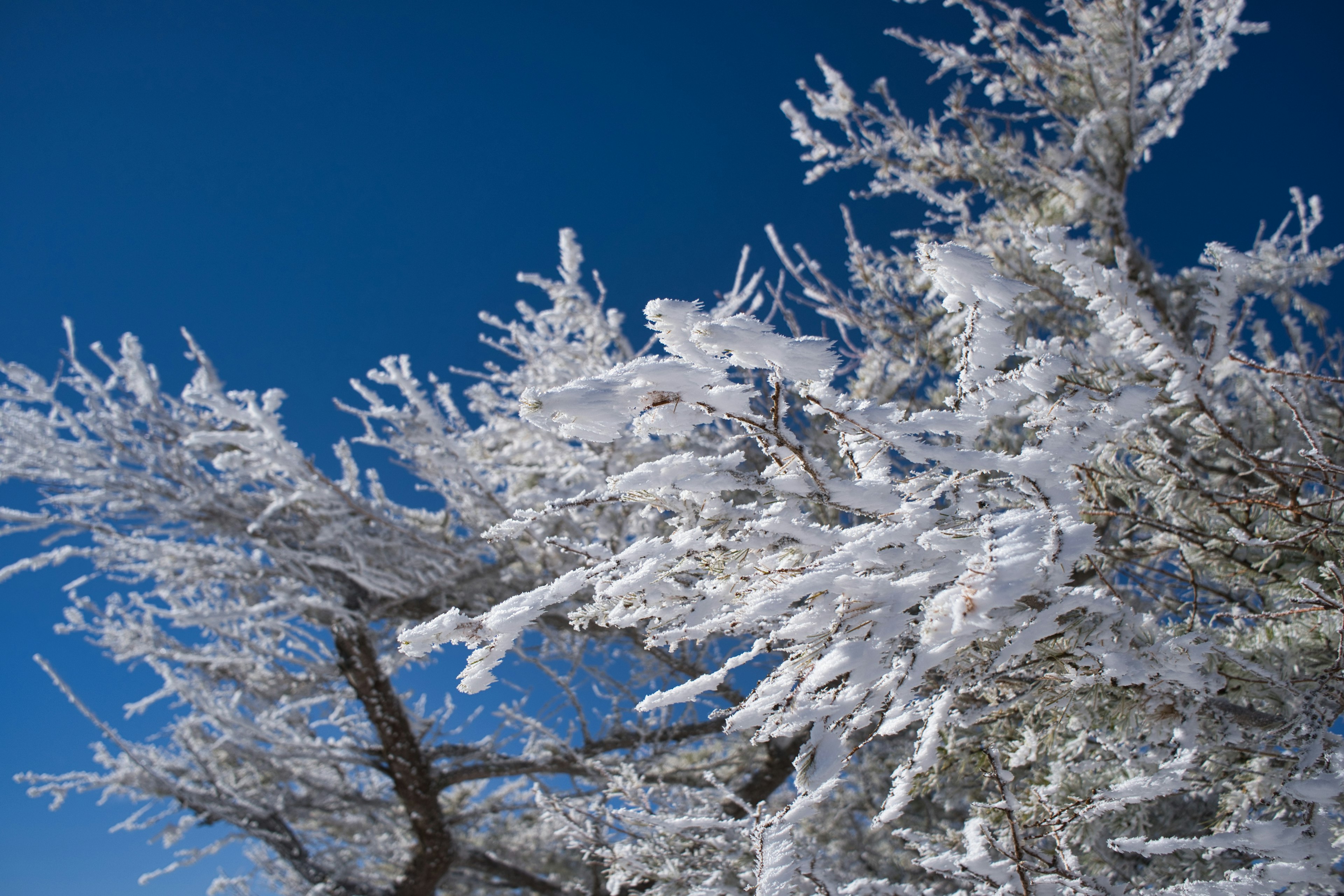 Branches d'arbres recouvertes de givre sur fond de ciel bleu