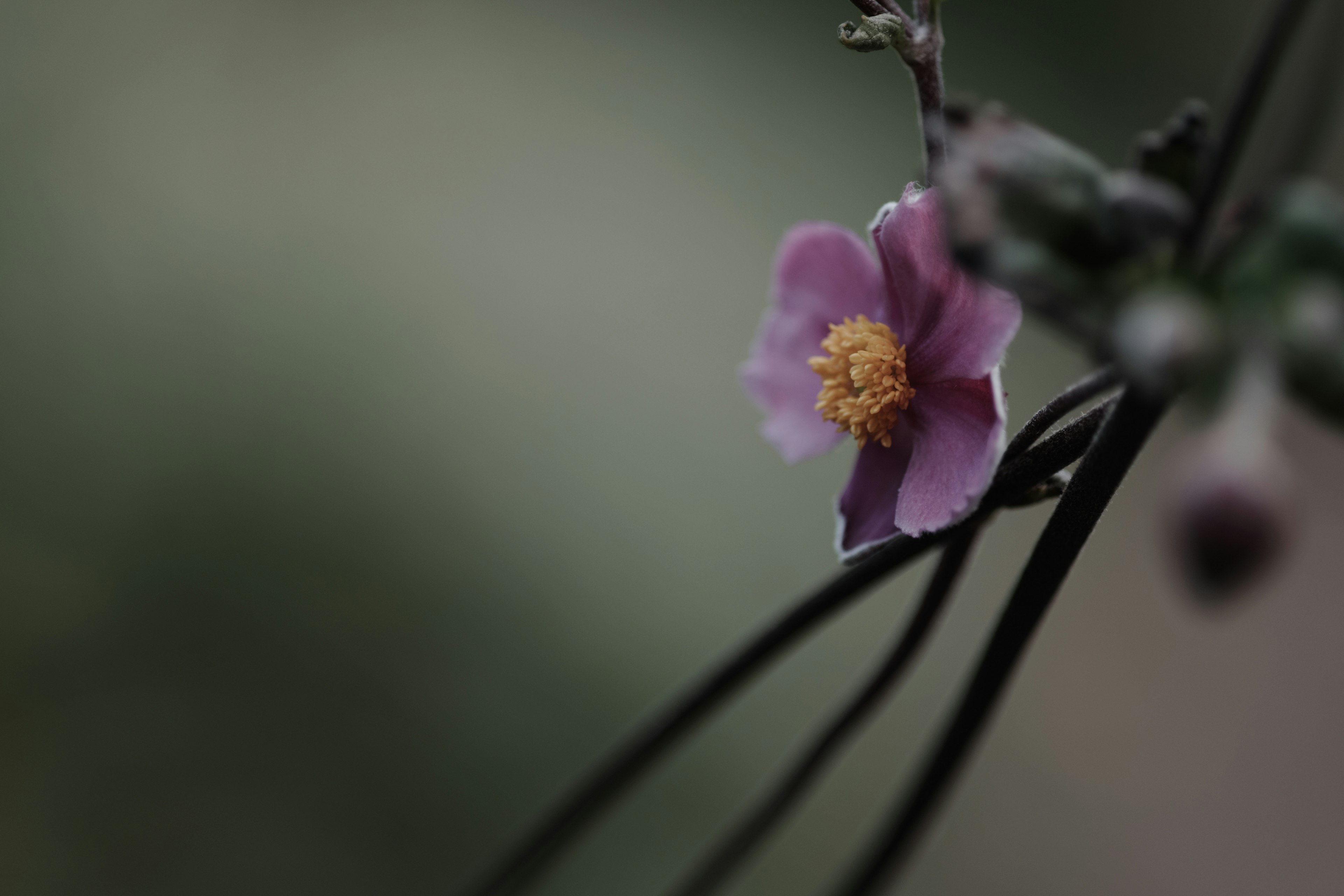 Nahaufnahme einer lila Blume mit schwarzen Stängeln