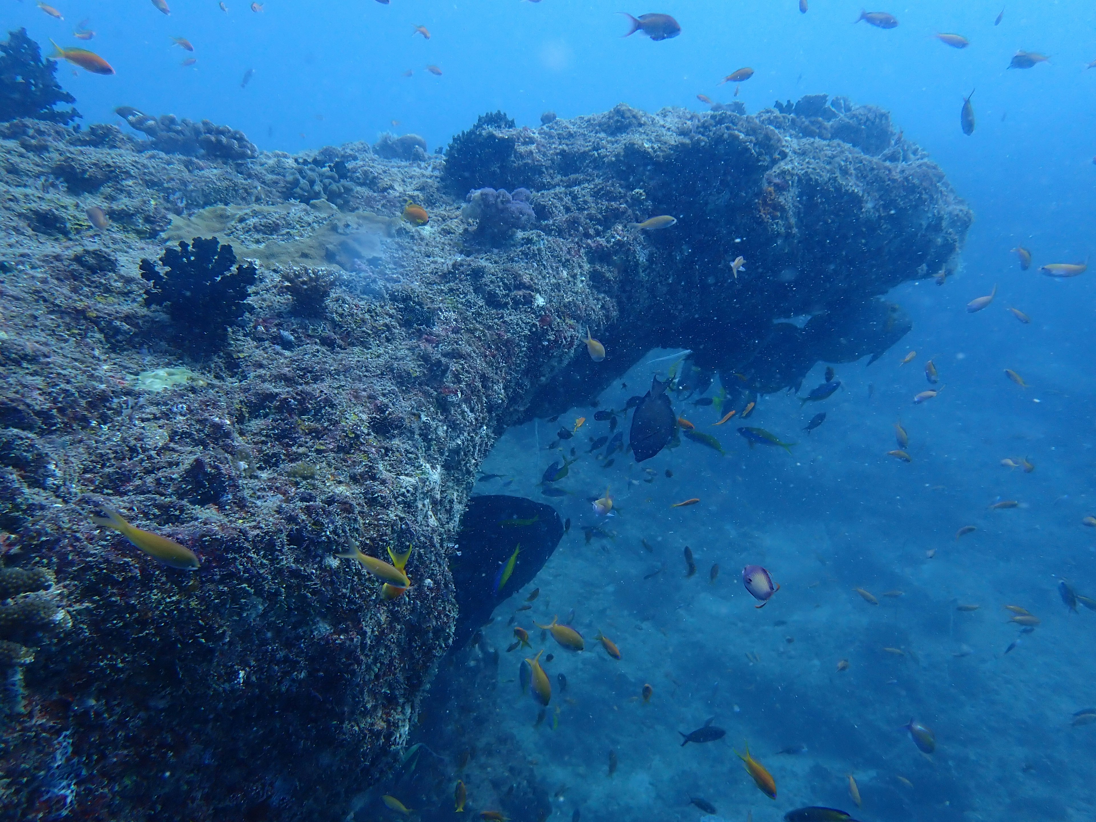 青い海の中にある岩の下に泳ぐ魚たちとサンゴの様子