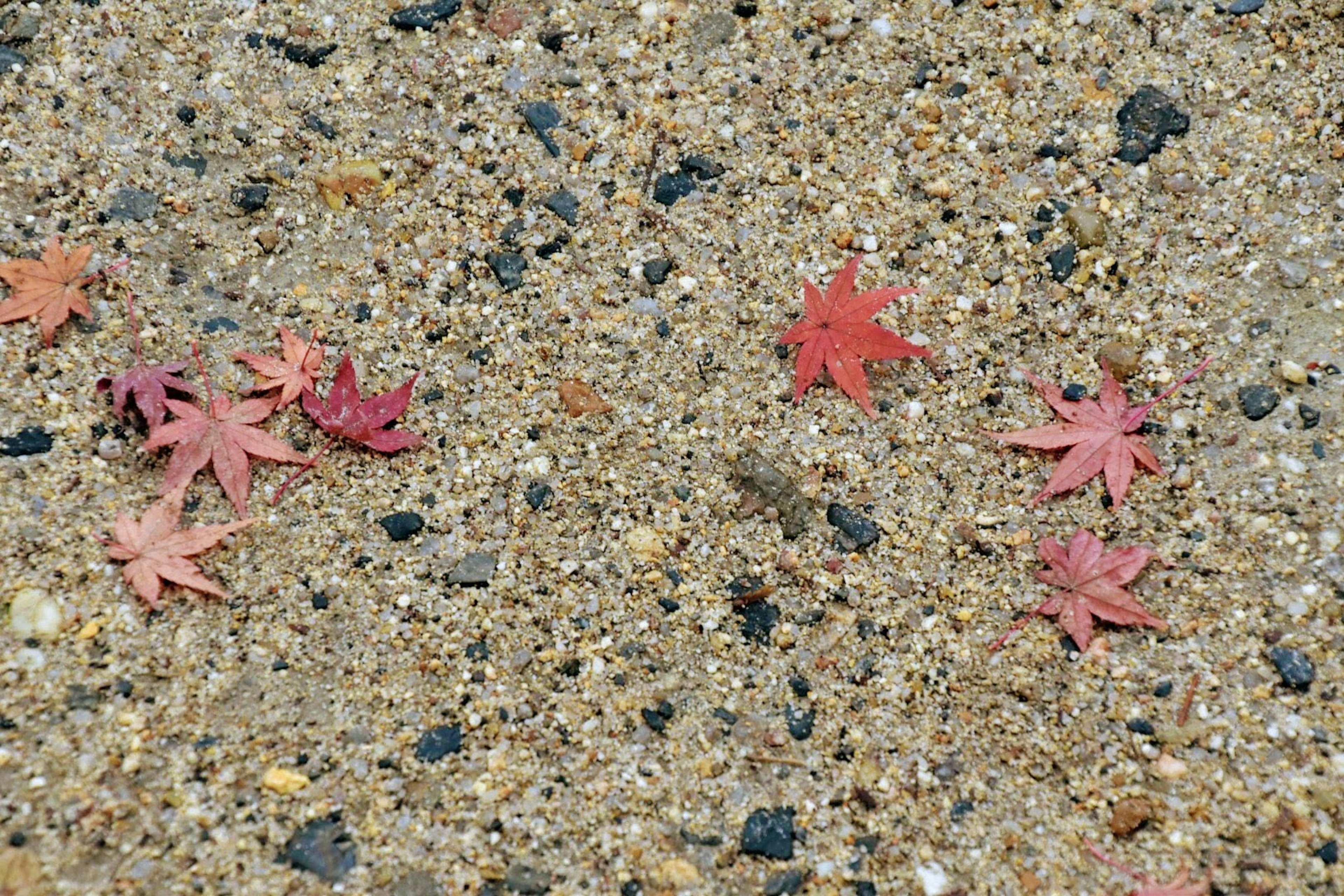 Foglie di acero rosse sparse su ghiaia