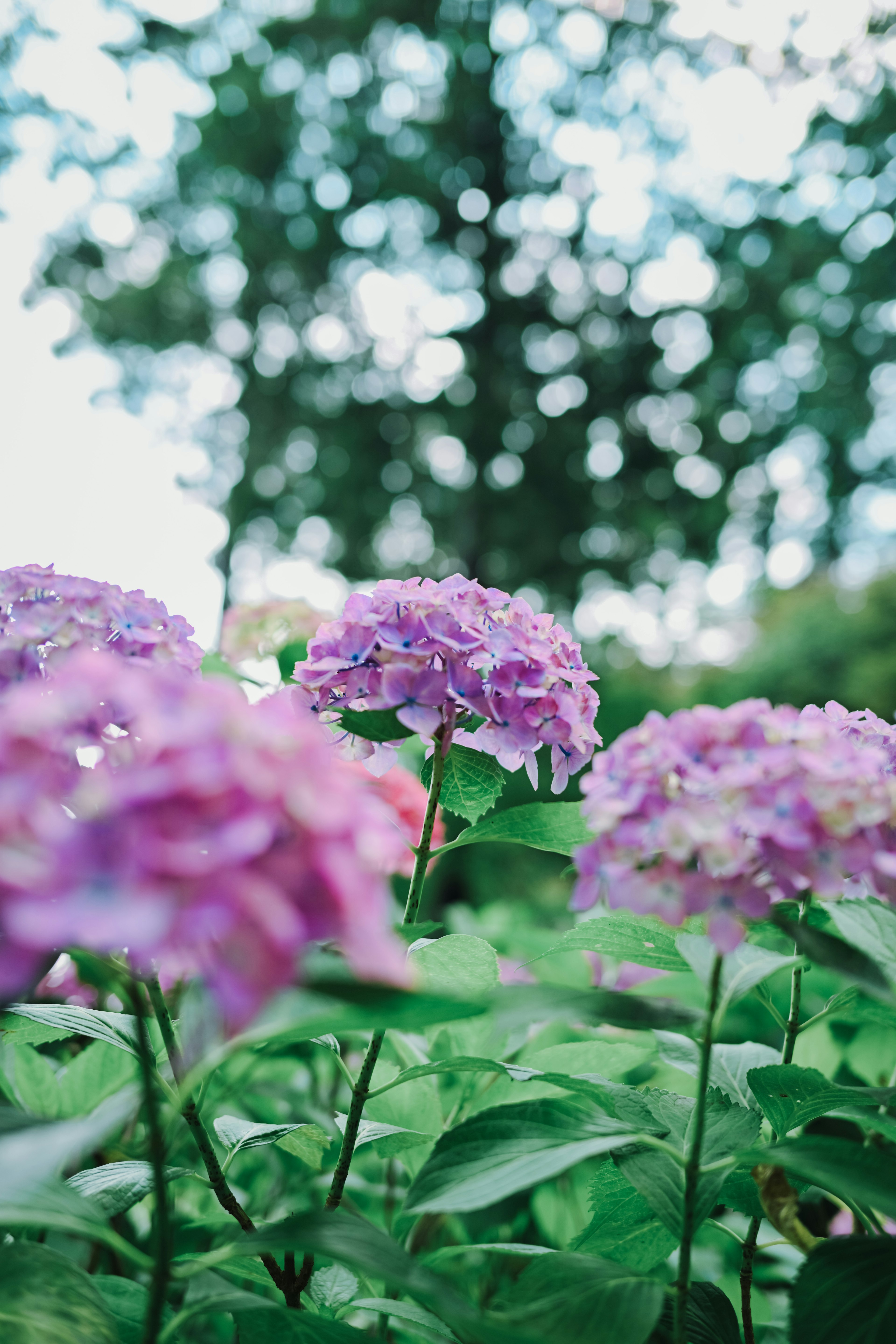 Hydrangea flowers blooming in a garden with blurred green trees in the background