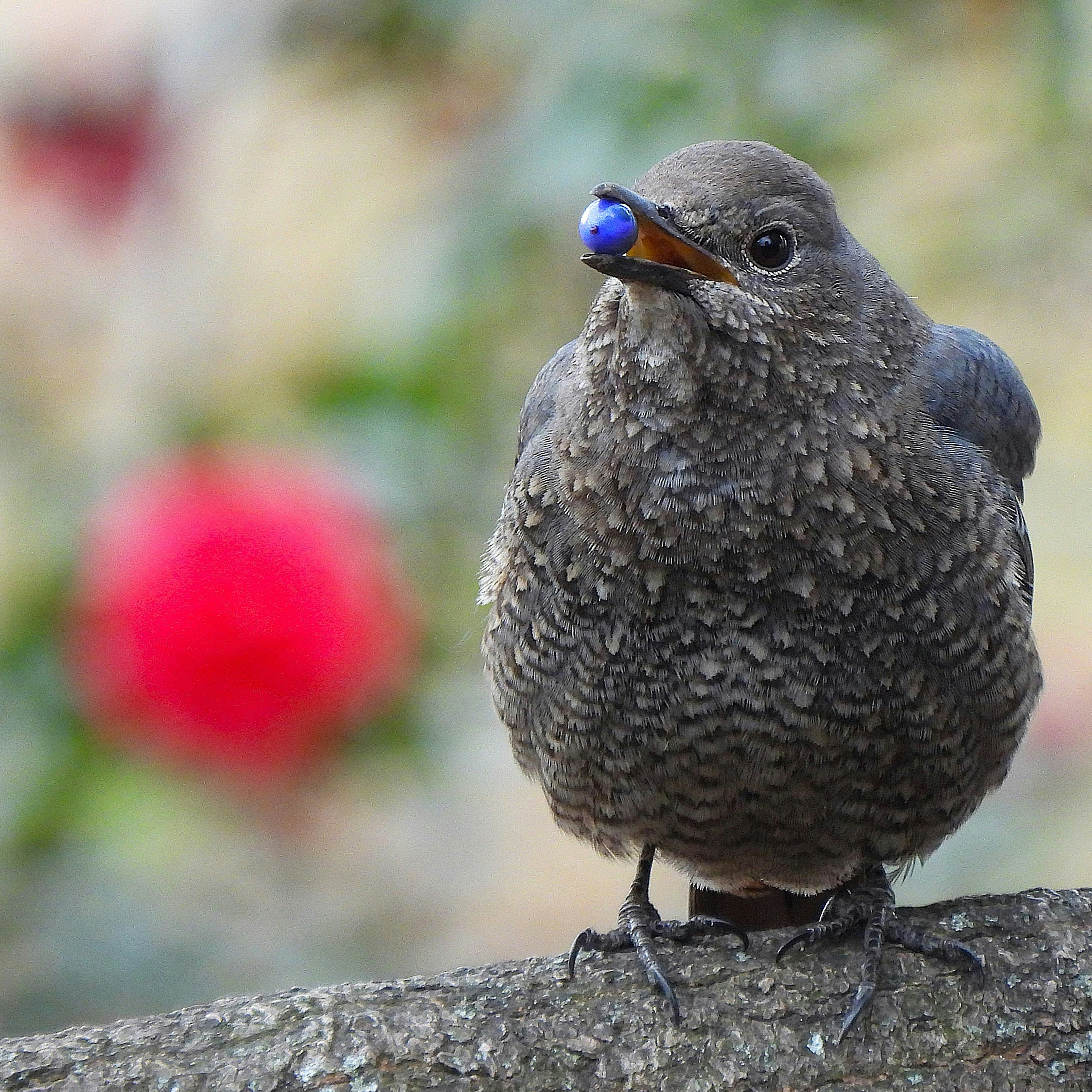 Un pequeño pájaro gris sosteniendo una baya azul posado en una rama con flores rojas borrosas al fondo