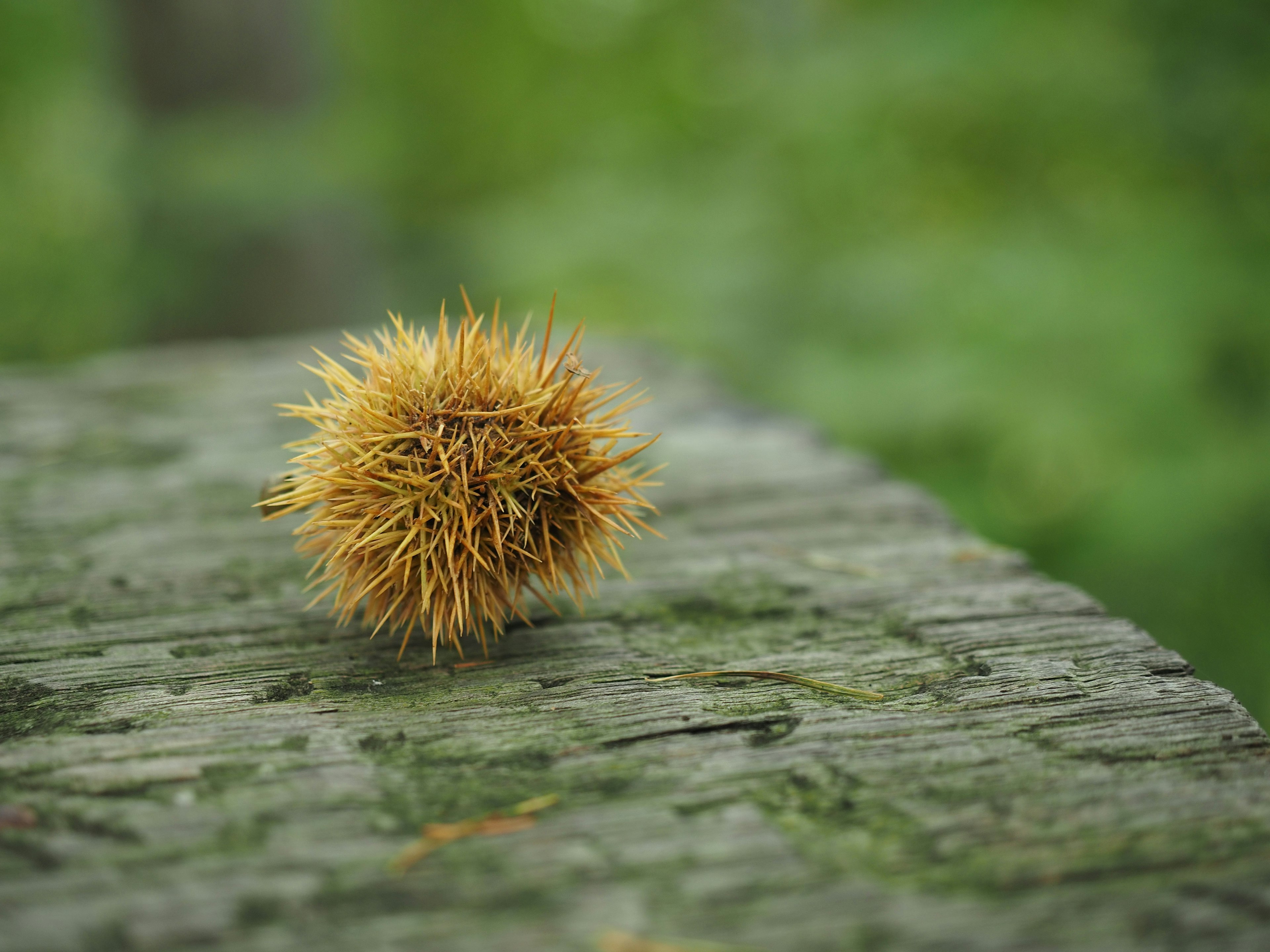 Une boule épineuse jaune reposant sur une surface en bois