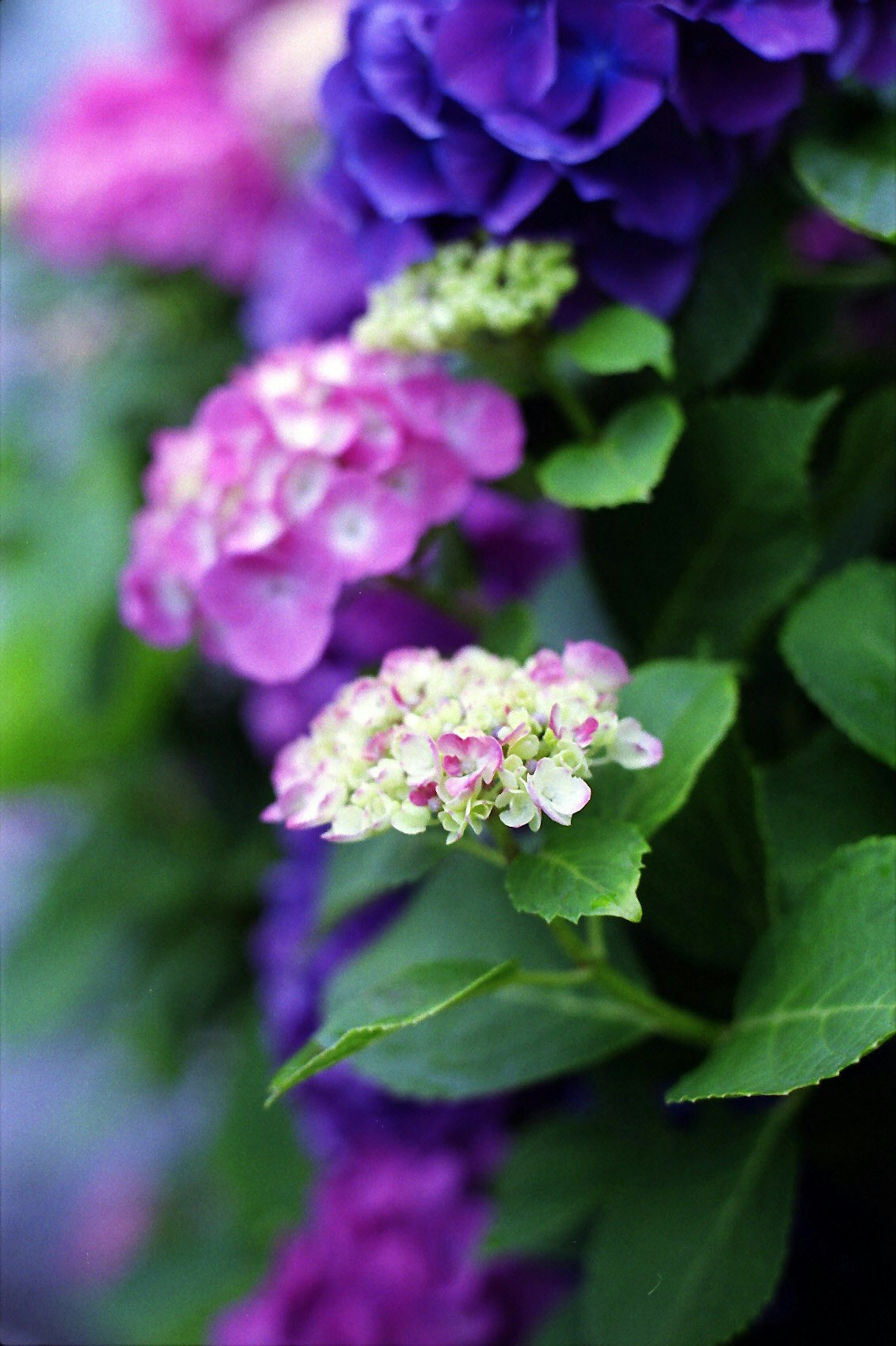 Nahaufnahme von rosa und lila Blumen mit grünen Blättern