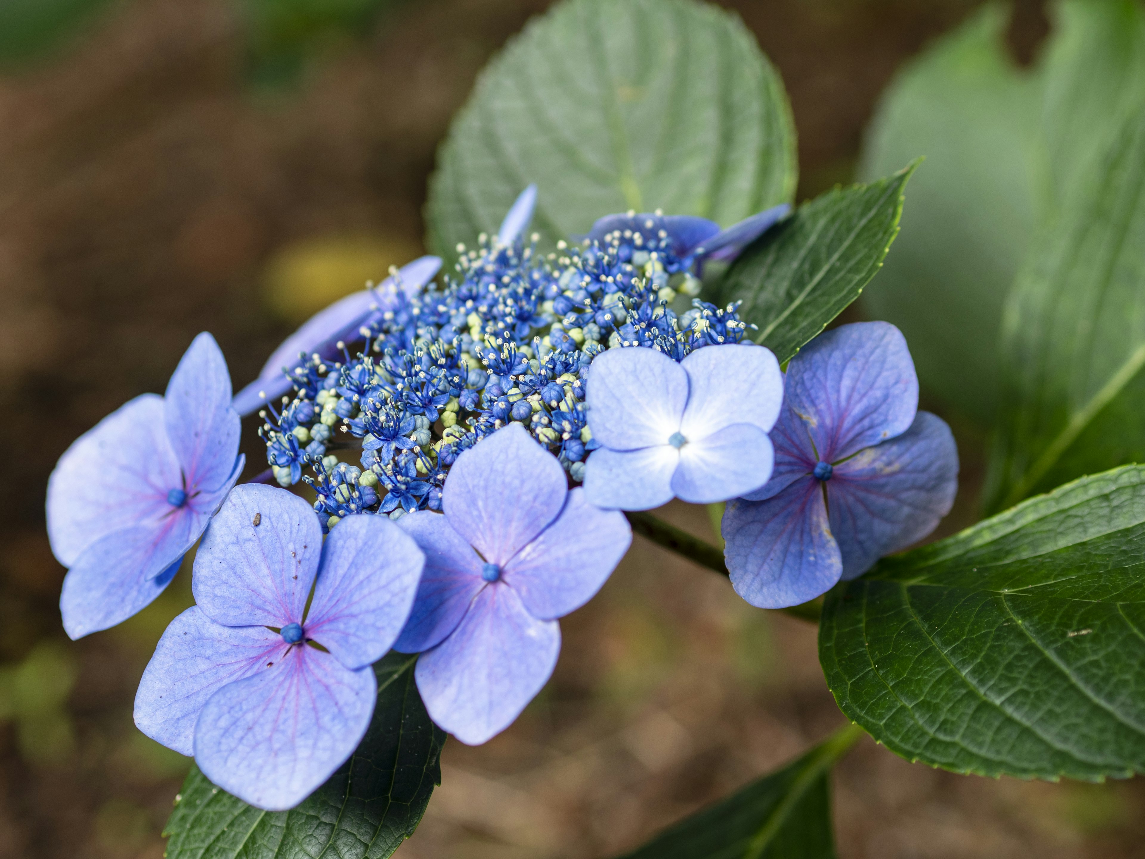 Primo piano di fiori di ortensia con petali blu chiaro e foglie verdi