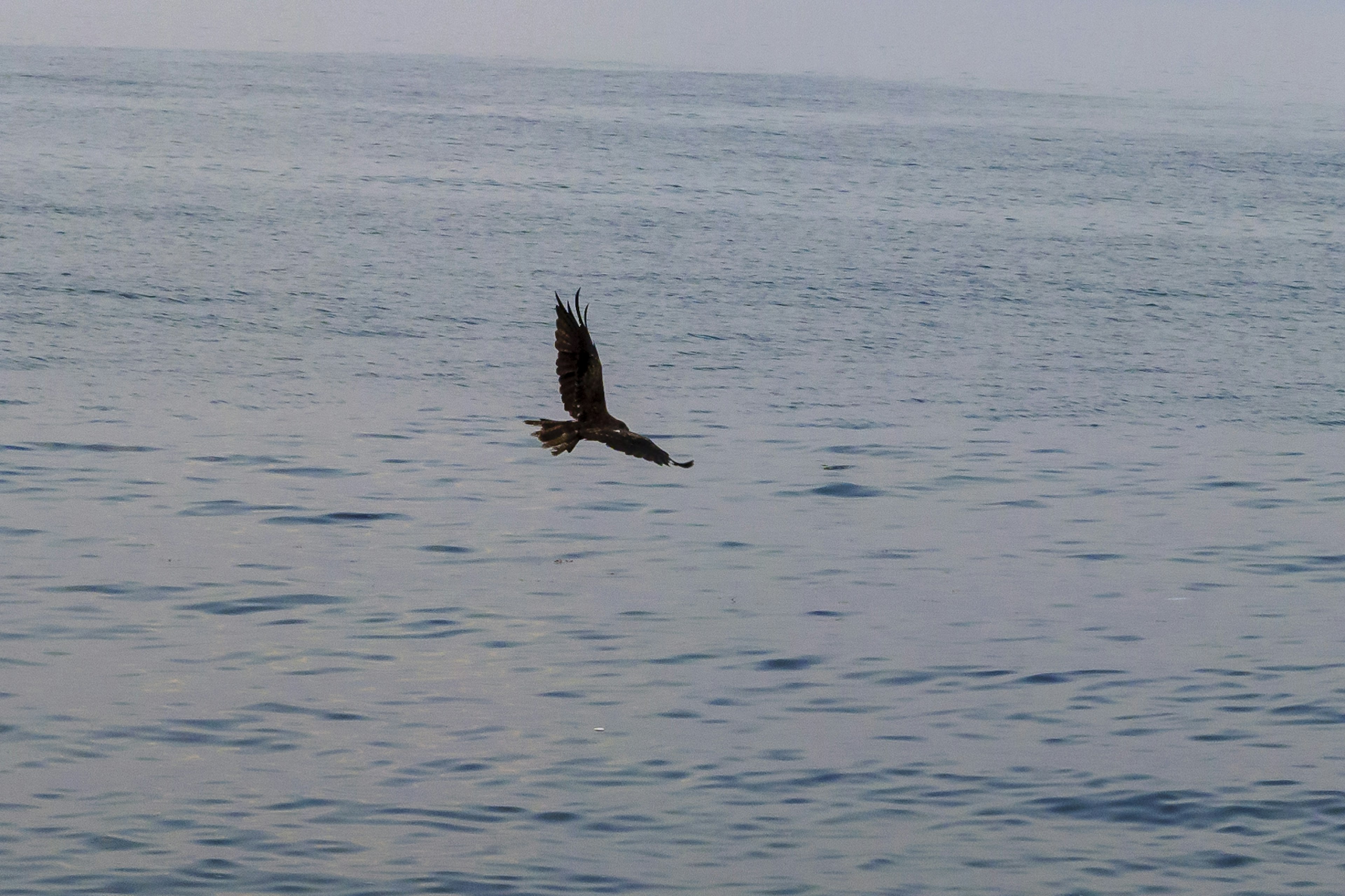 海の上を飛ぶ鷲の姿