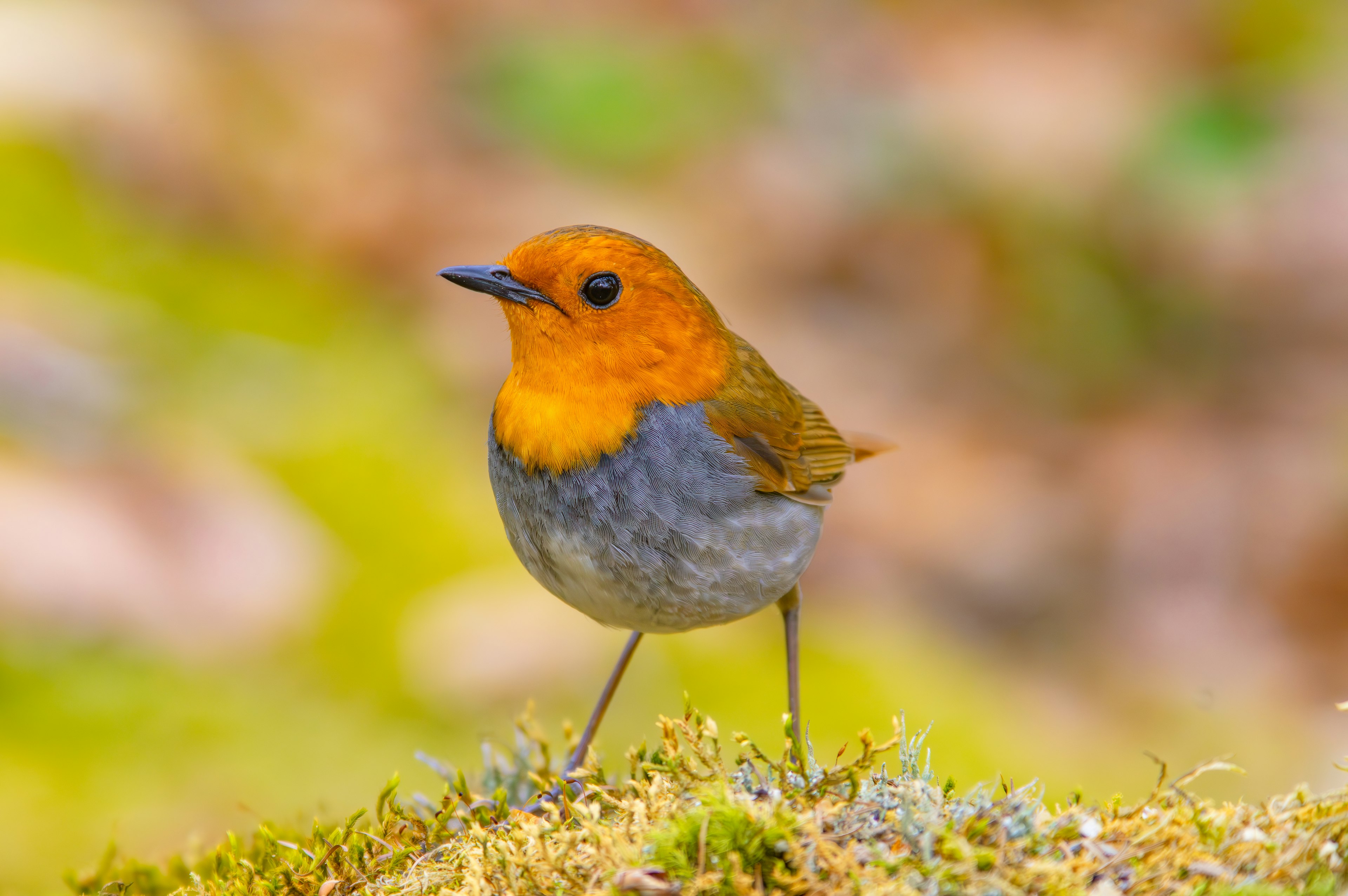 Un piccolo uccello con una testa arancione in piedi su muschio