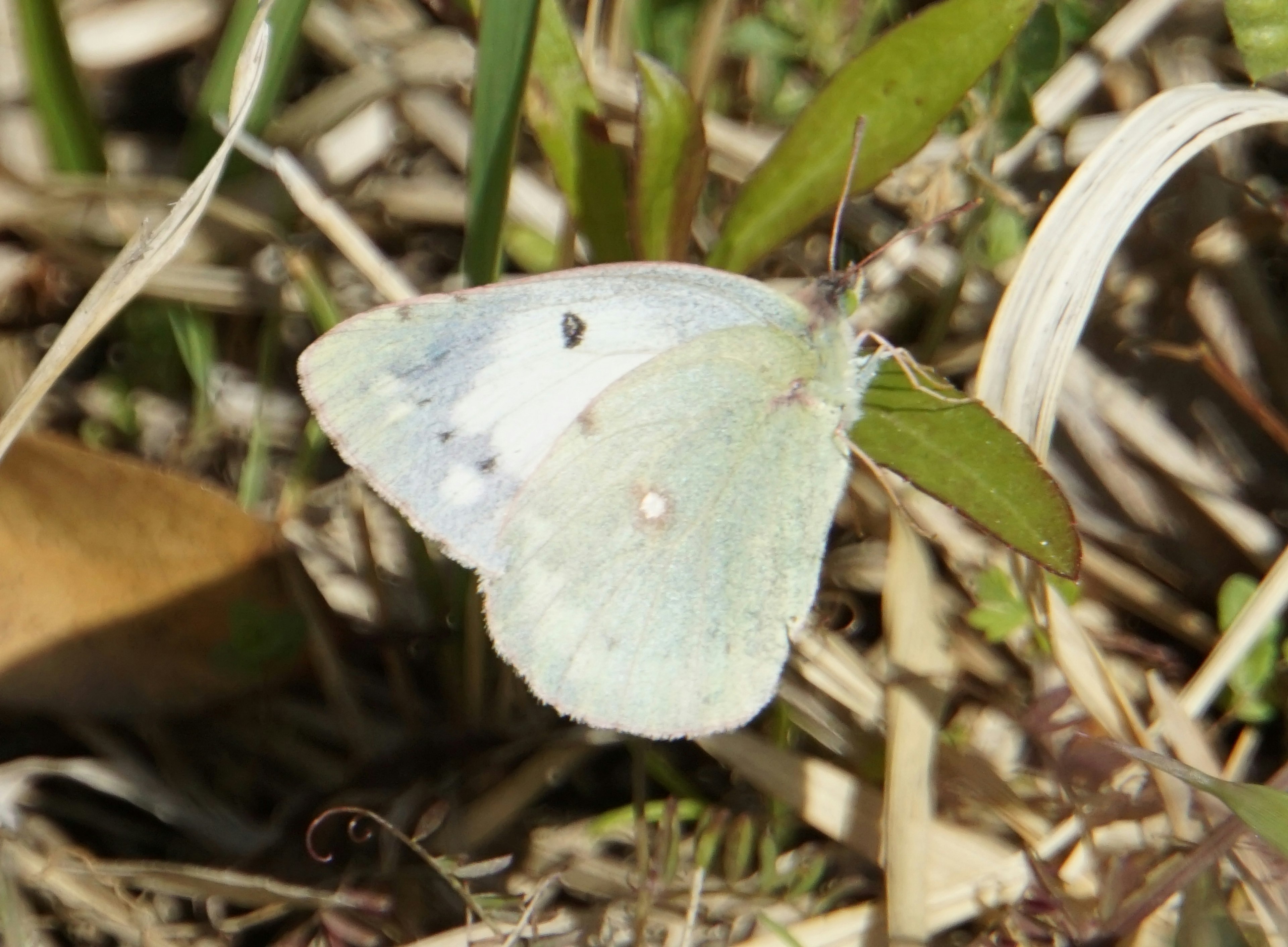 Blassgrüne Schmetterling, der auf grünem Gras ruht