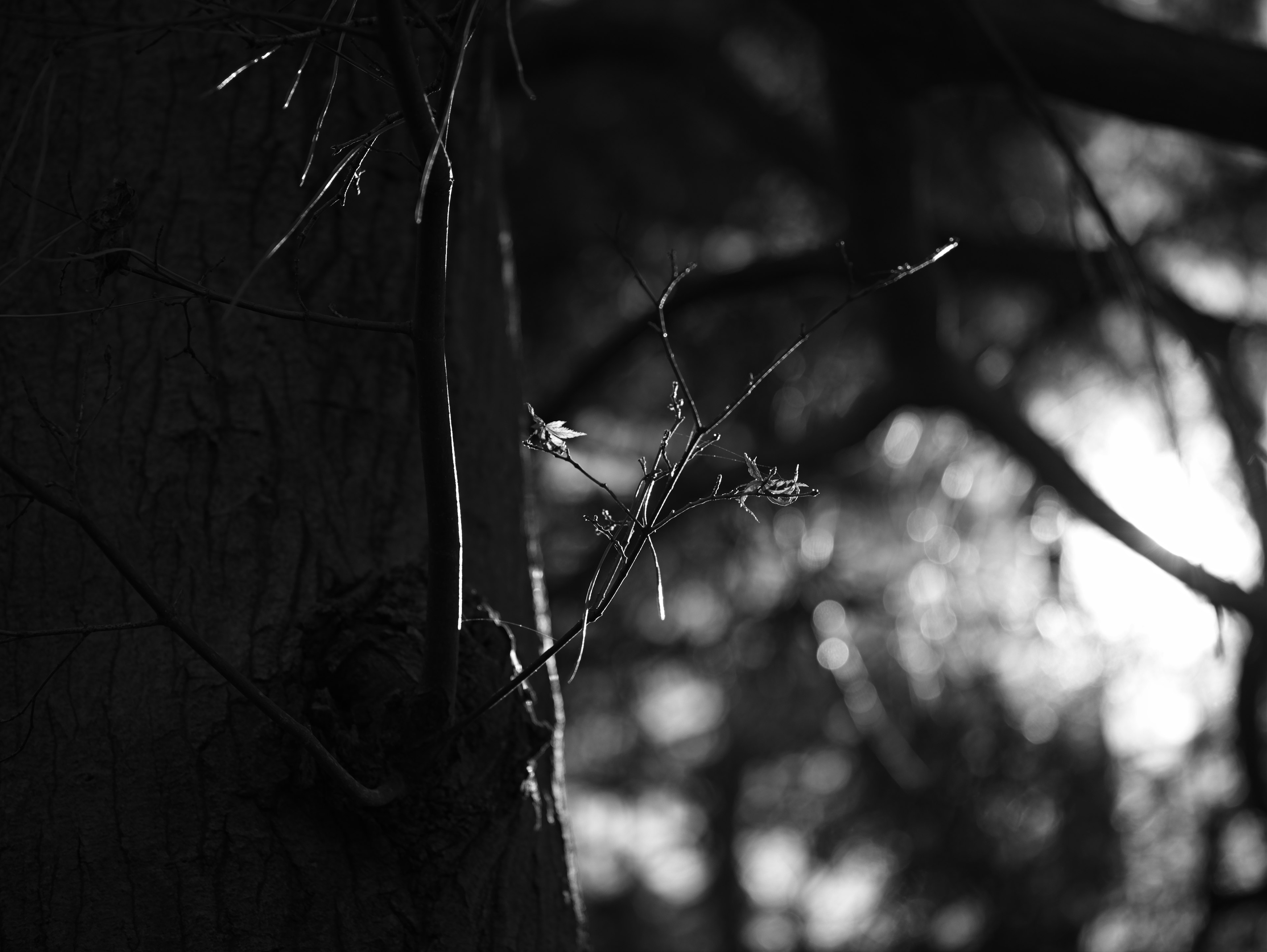 Black and white image of a tree trunk with branches