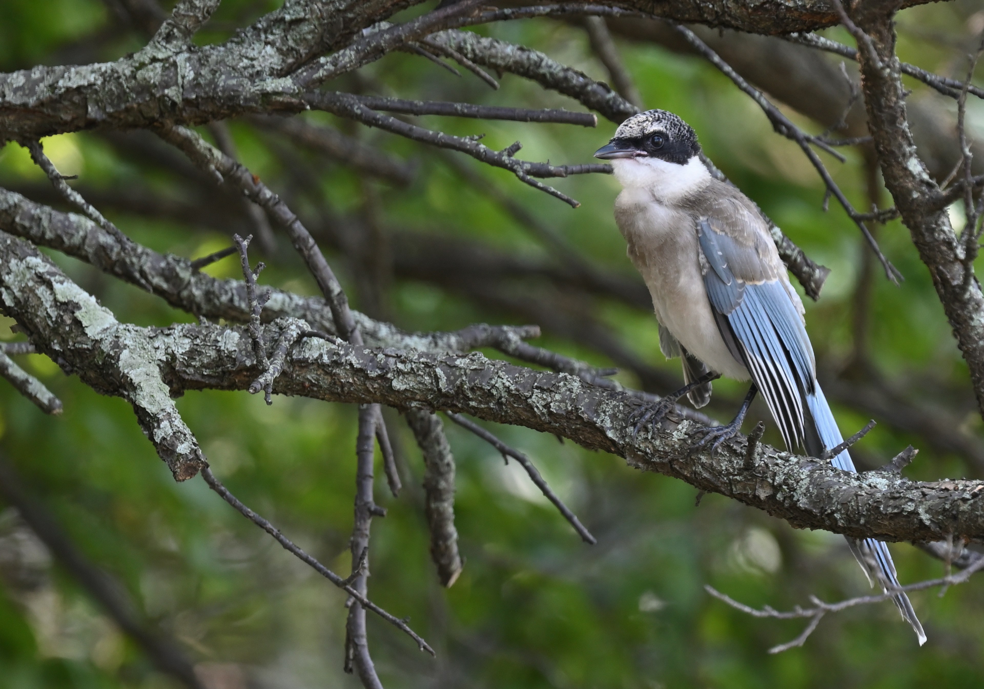 Ein kleiner Vogel mit blauen Federn, der auf einem Ast mit grünem Hintergrund sitzt