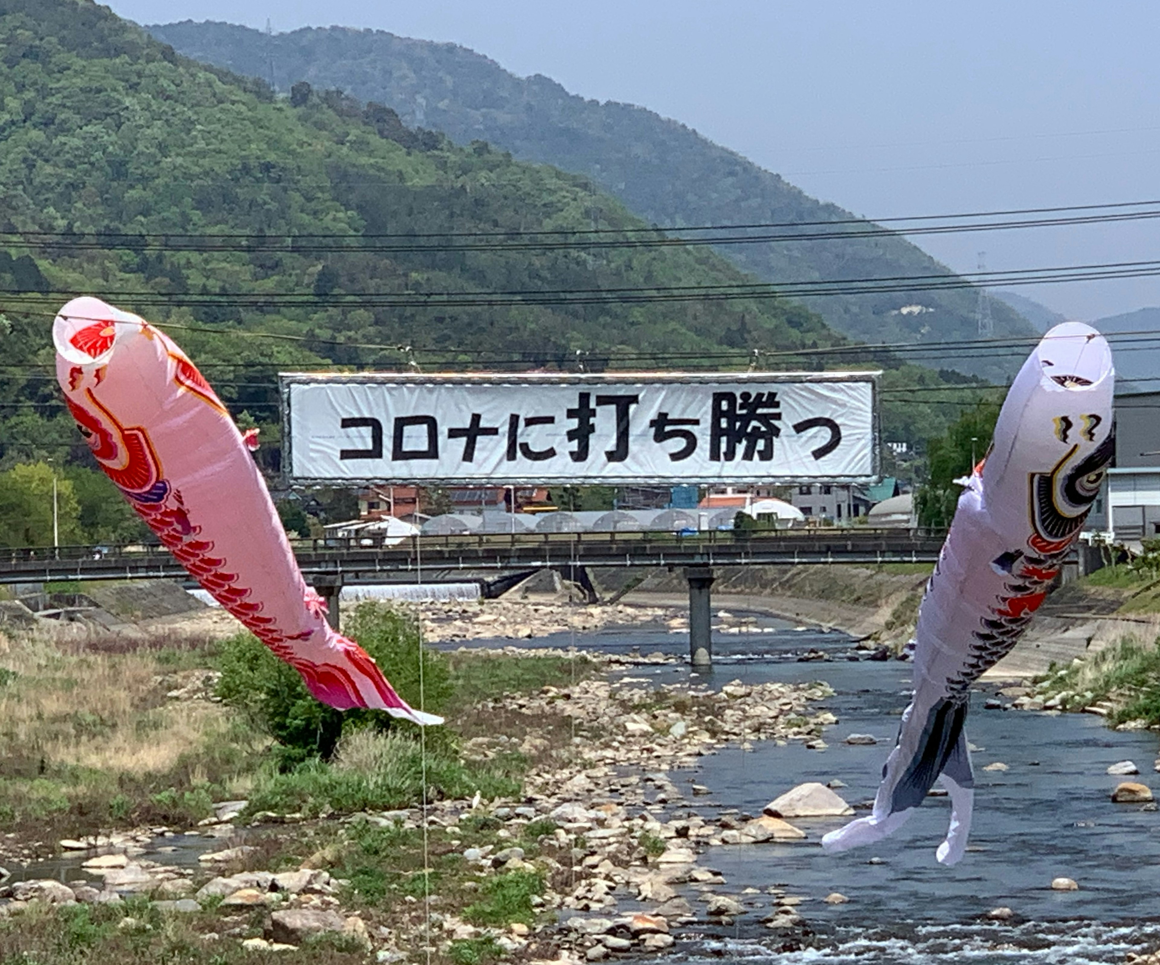 Koinobori flying above a river with a sign reading beat Corona