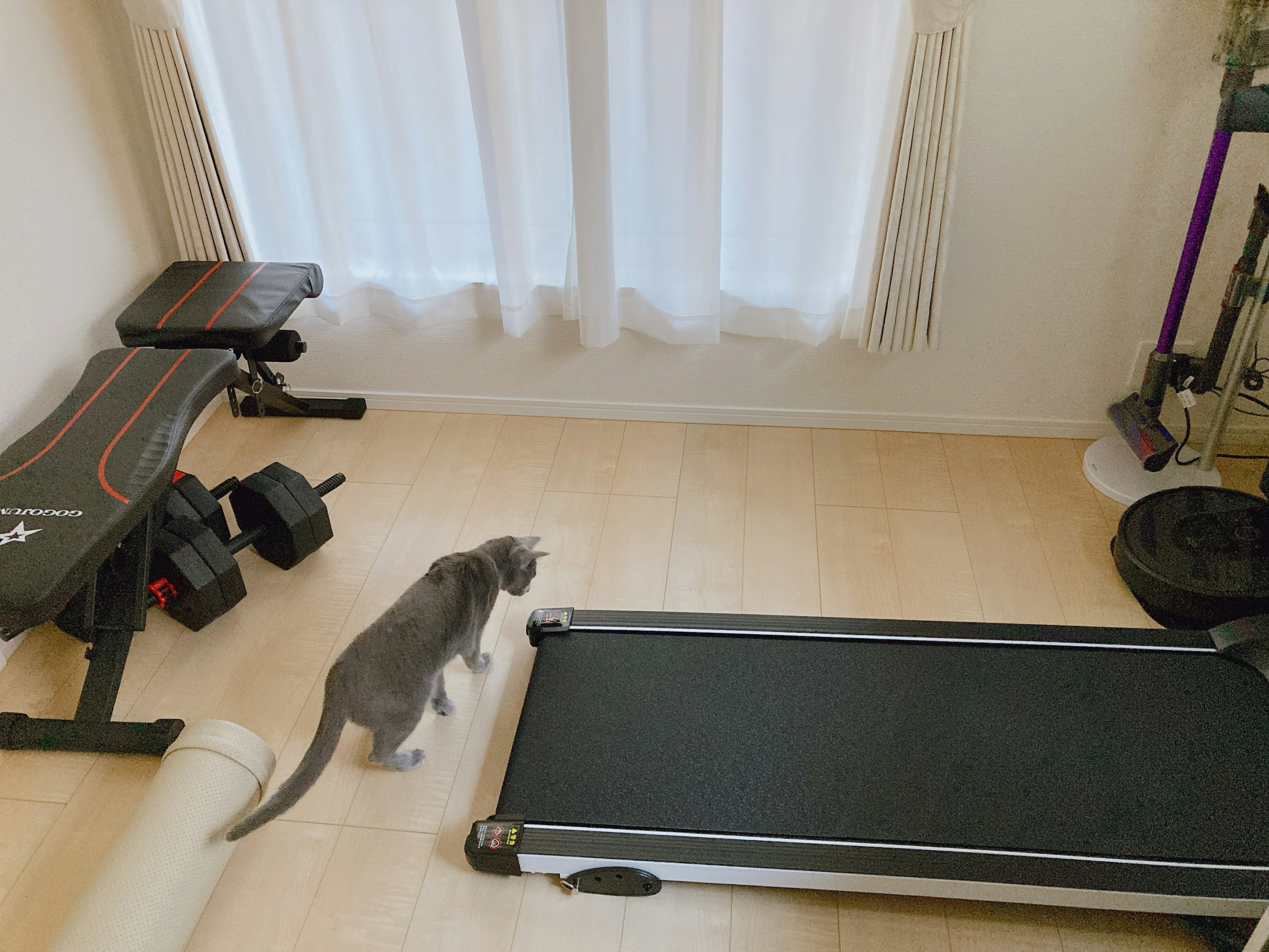 運動器具のある部屋にいる灰色の猫