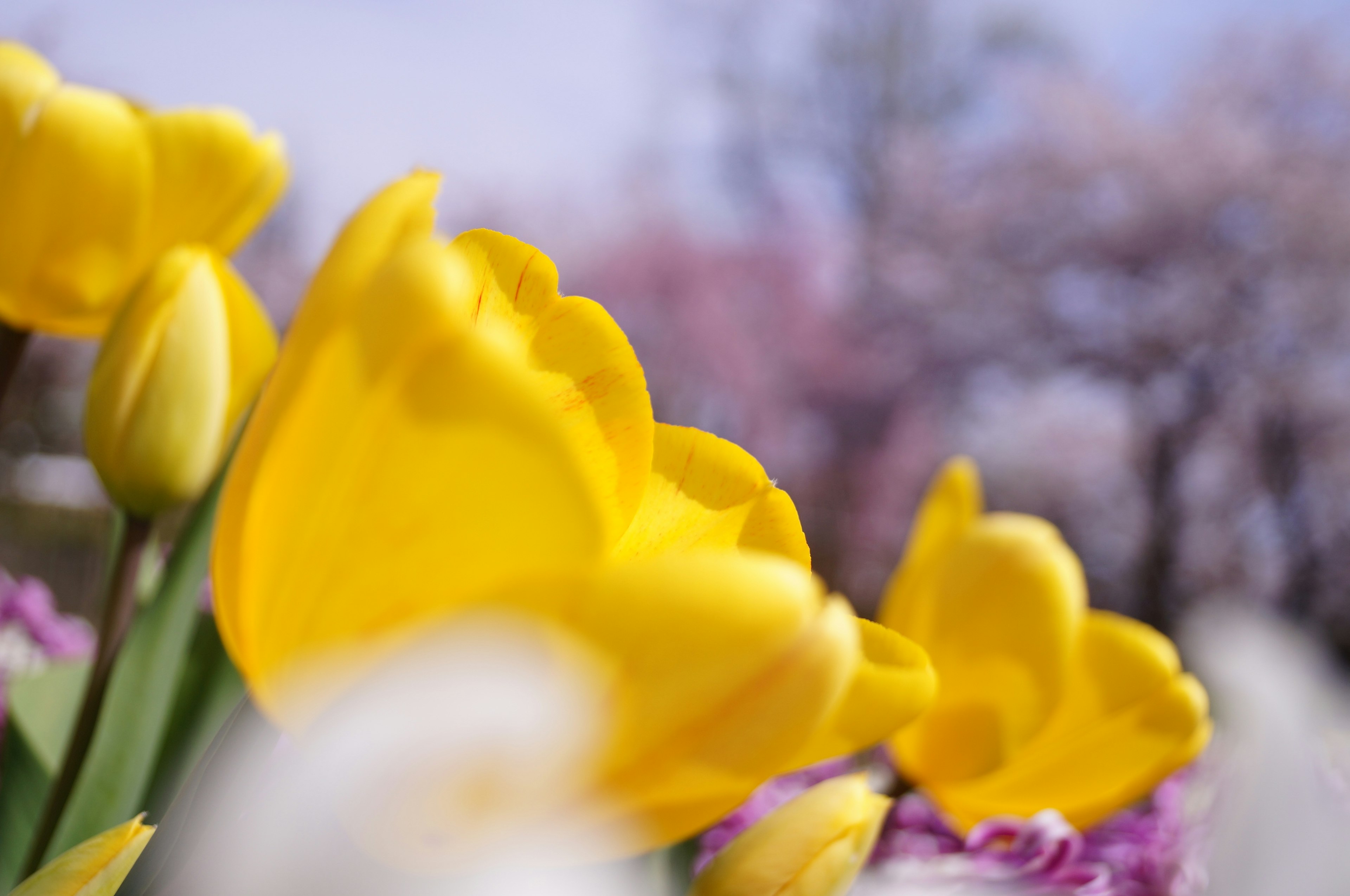 Acercamiento de tulipanes amarillos con cerezos en flor al fondo