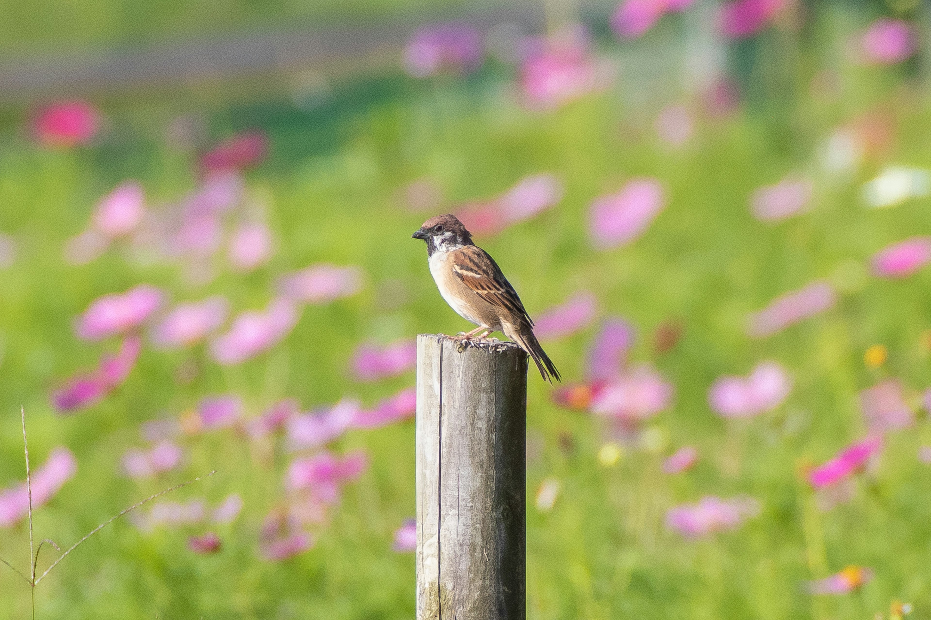 Un uccello appollaiato su un palo di legno in un campo di fiori vivaci