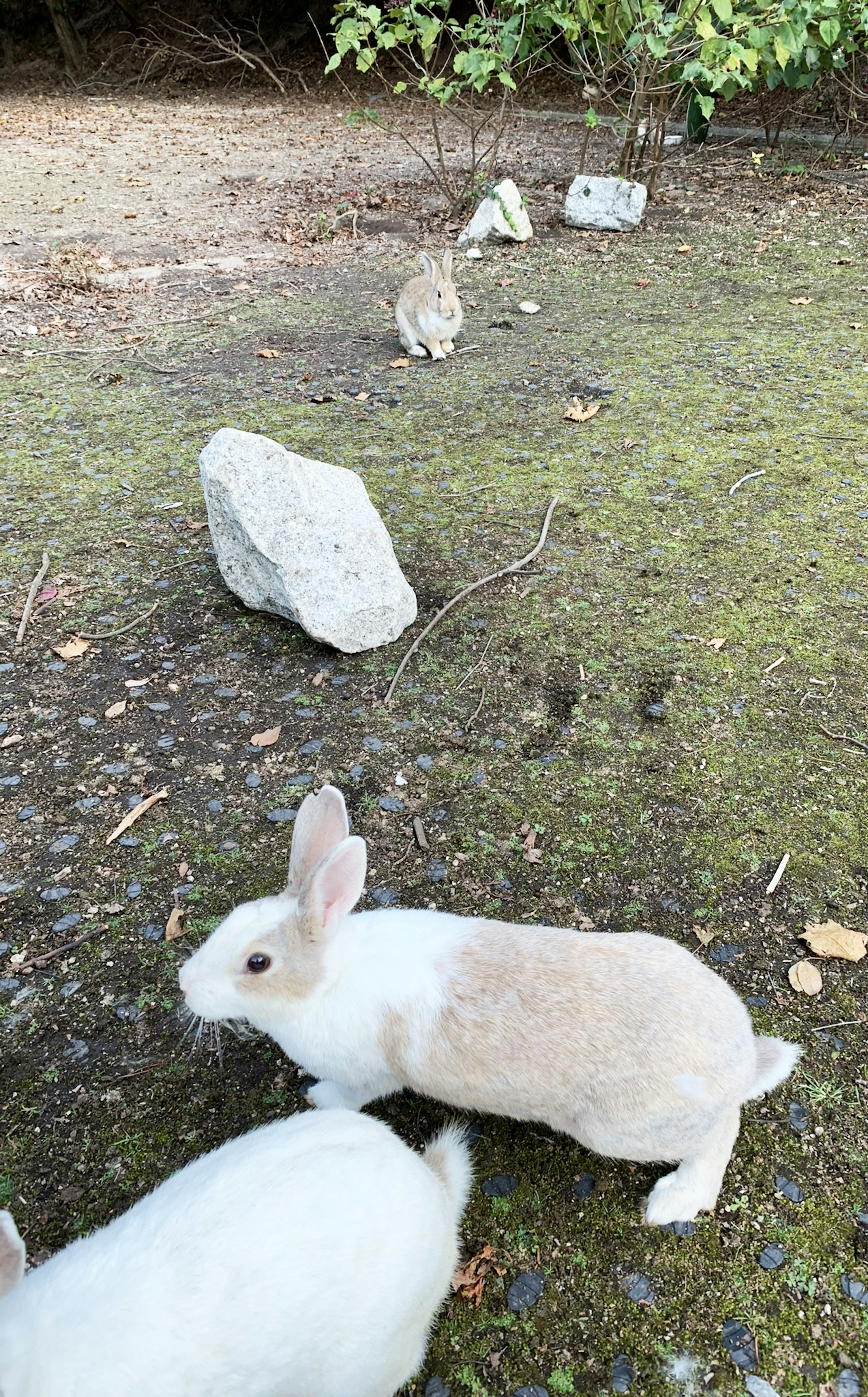 Un conejo blanco jugando cerca de piedras con otro conejo al fondo