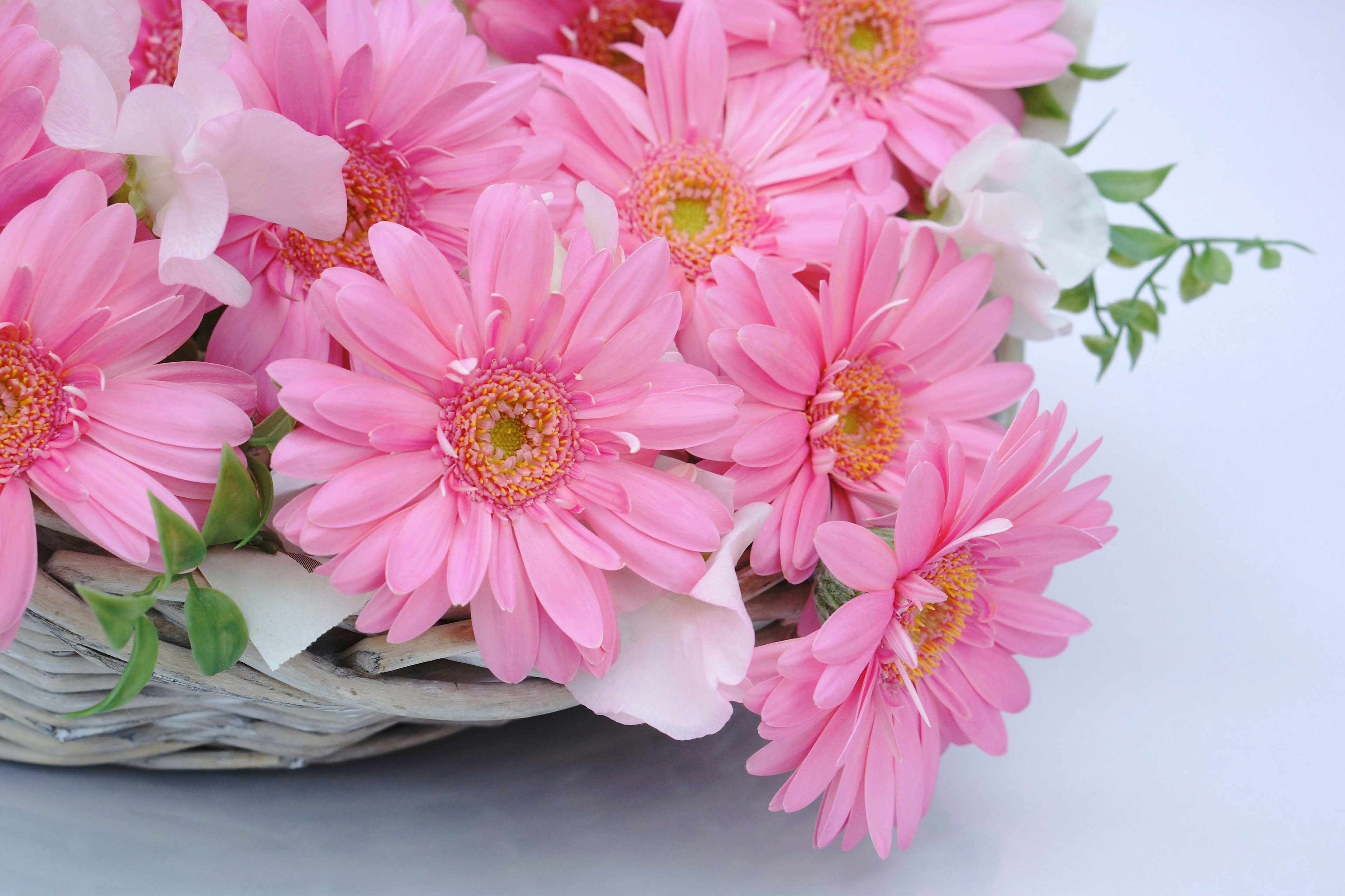 Giỏ đầy hoa cúc gerbera hồng rực rỡ và cánh hoa trắng