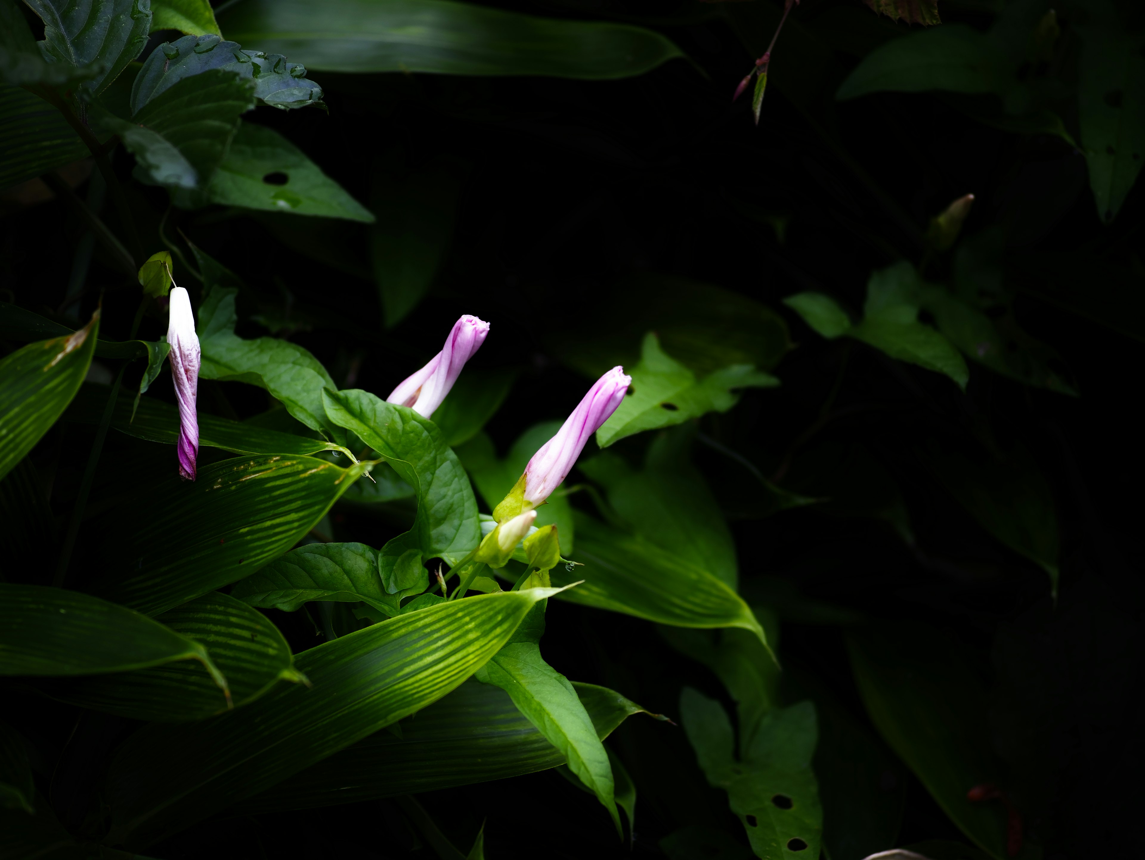 Escena de flores moradas pálidas rodeadas de hojas verdes