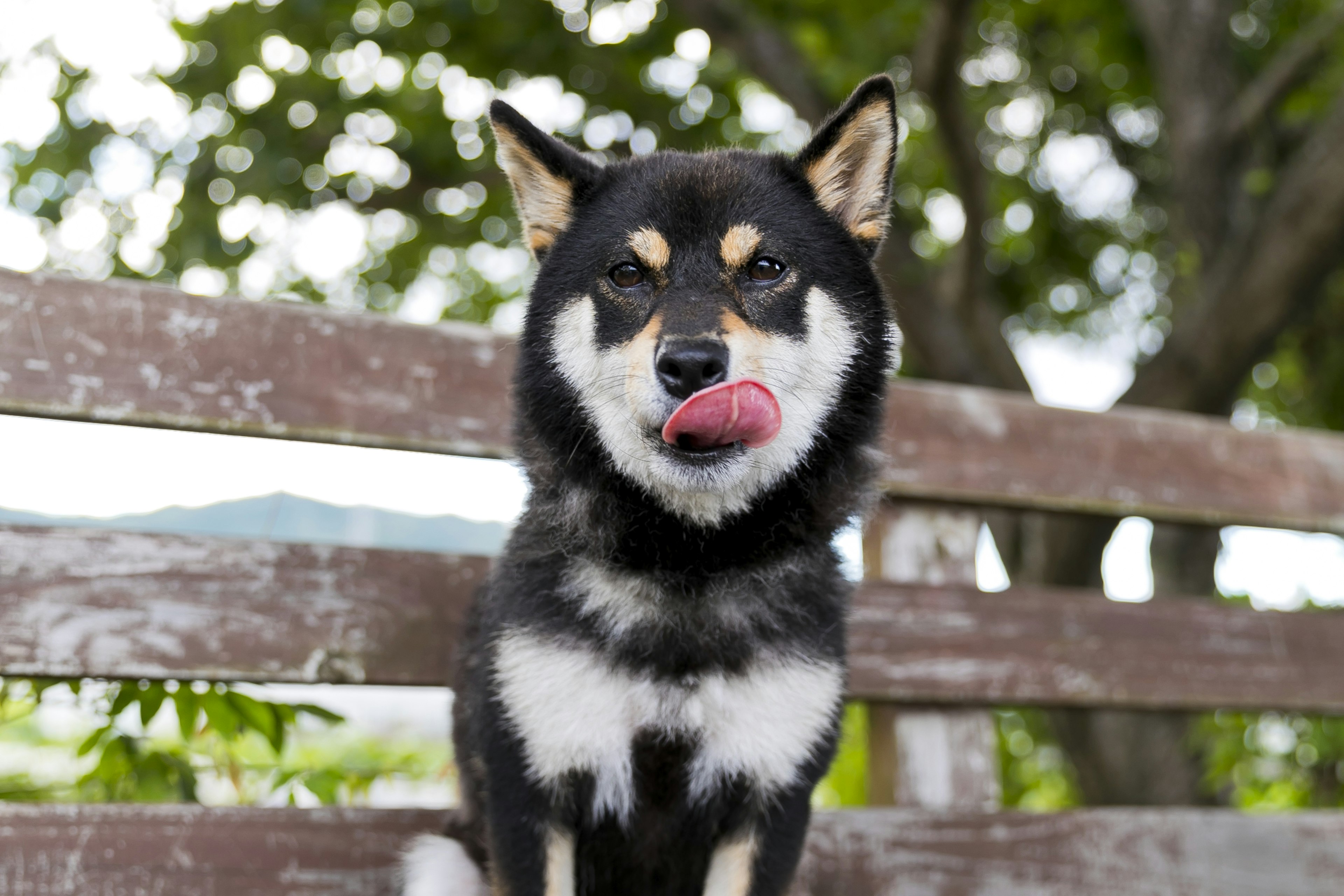 A black Shiba Inu dog sticking out its tongue