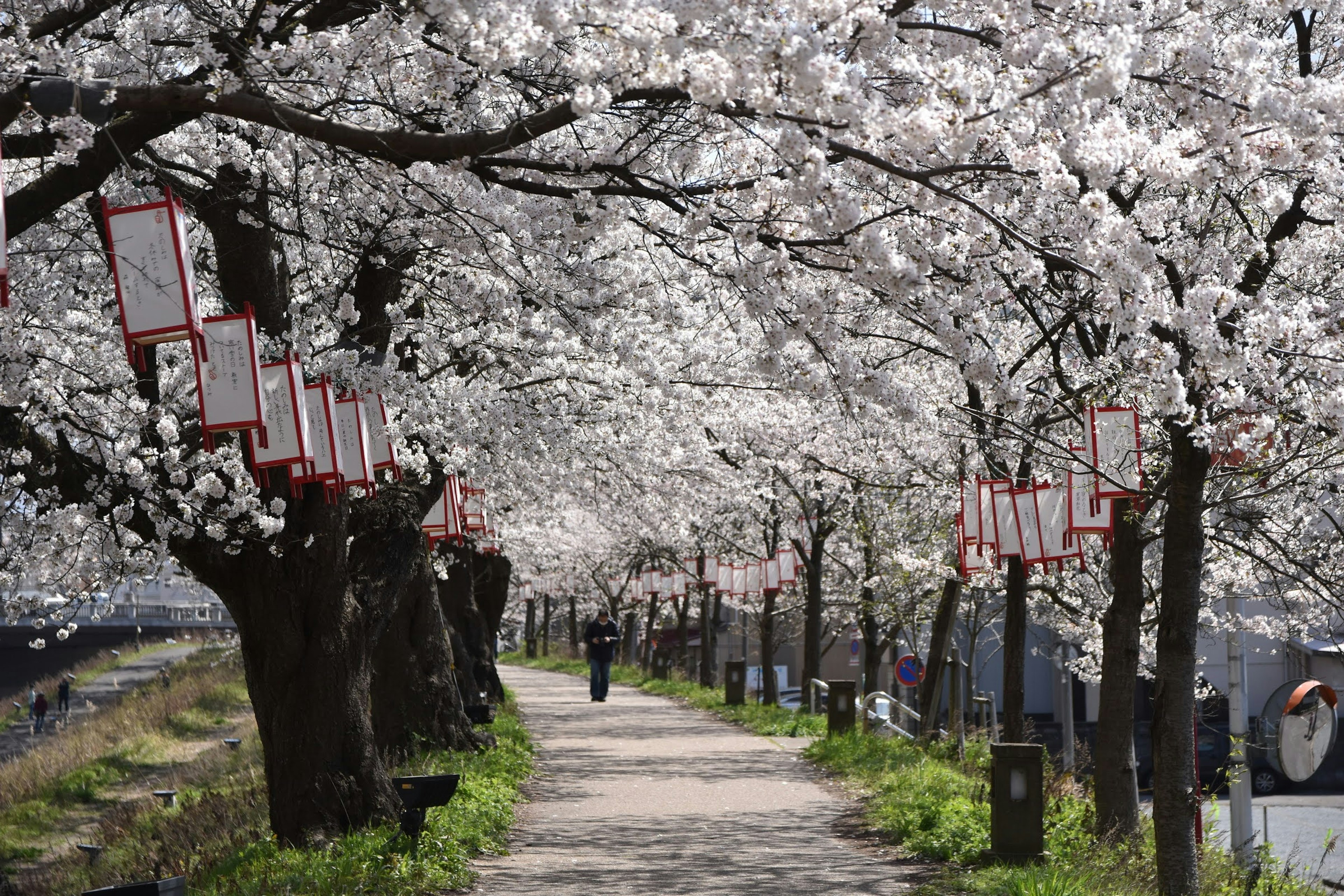 Jalur yang dipenuhi pohon sakura yang sedang mekar dengan lentera tergantung