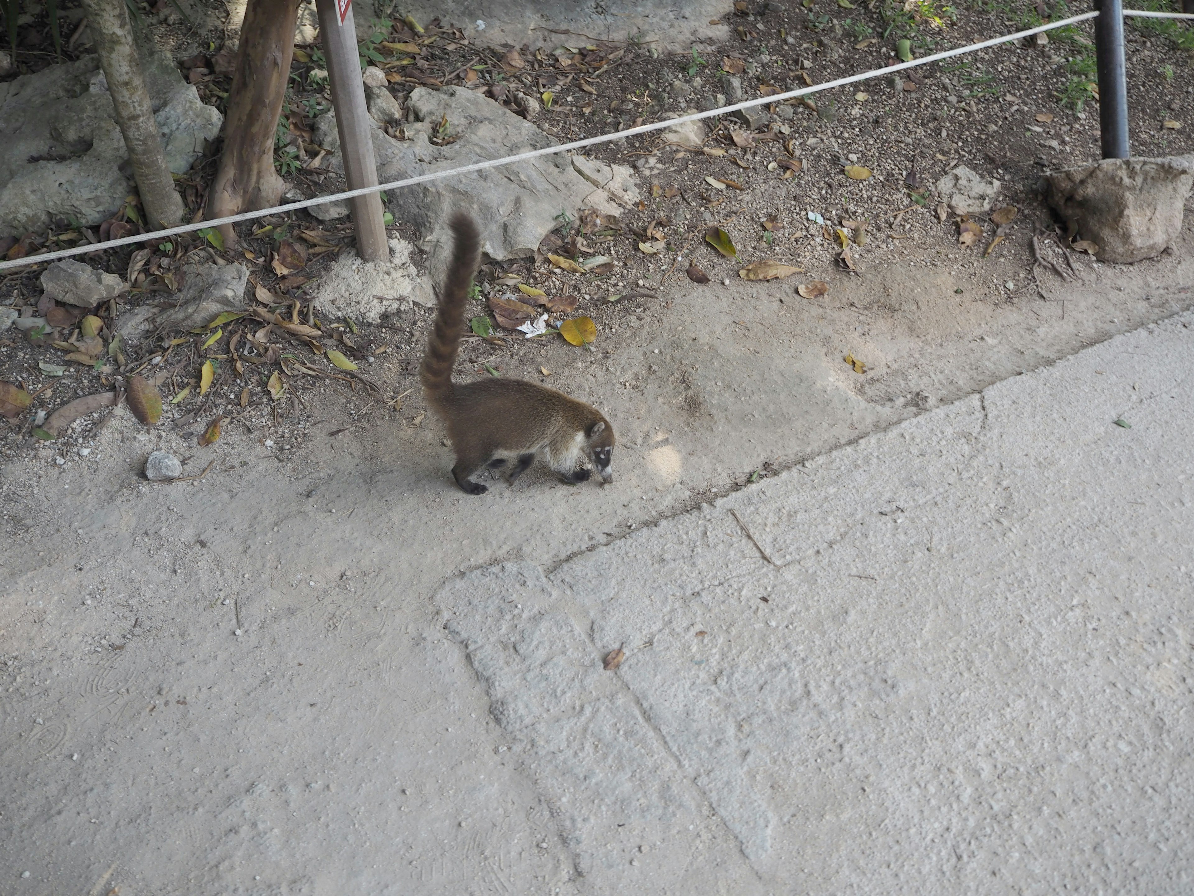 A small animal walking on a path surrounded by nature