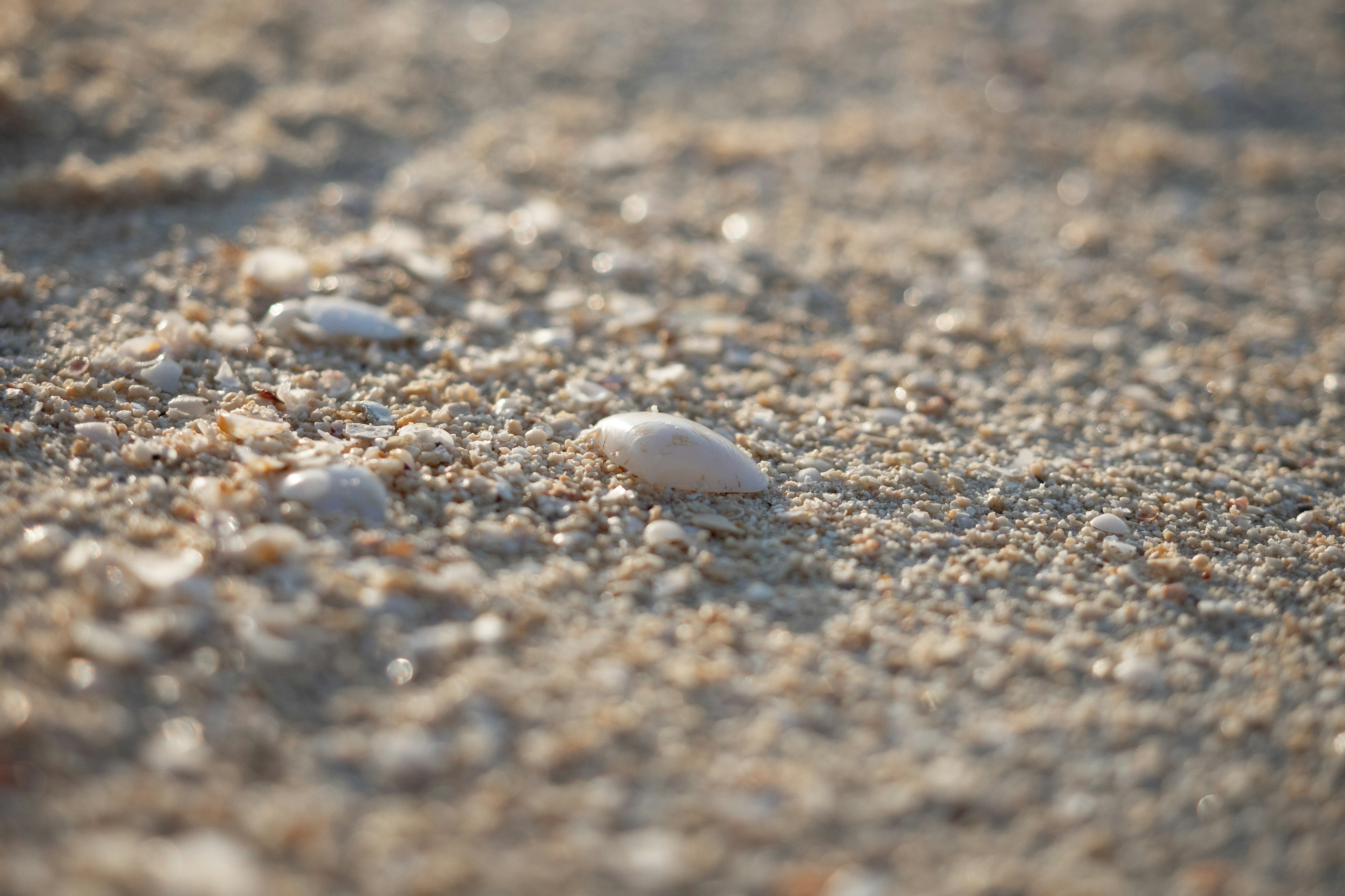 Petits coquillages éparpillés sur la plage de sable