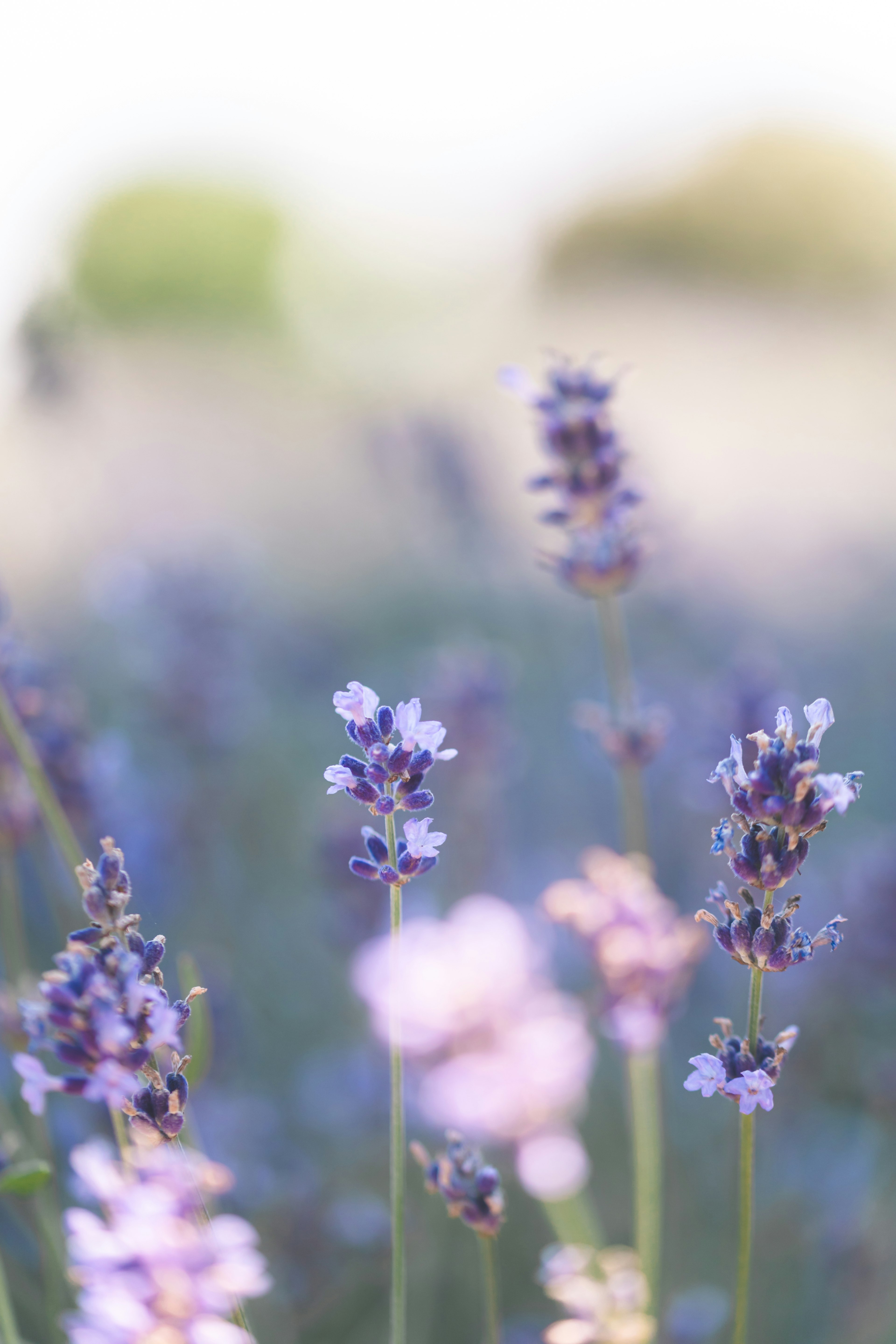 淡い紫色のラベンダーの花が咲いている風景