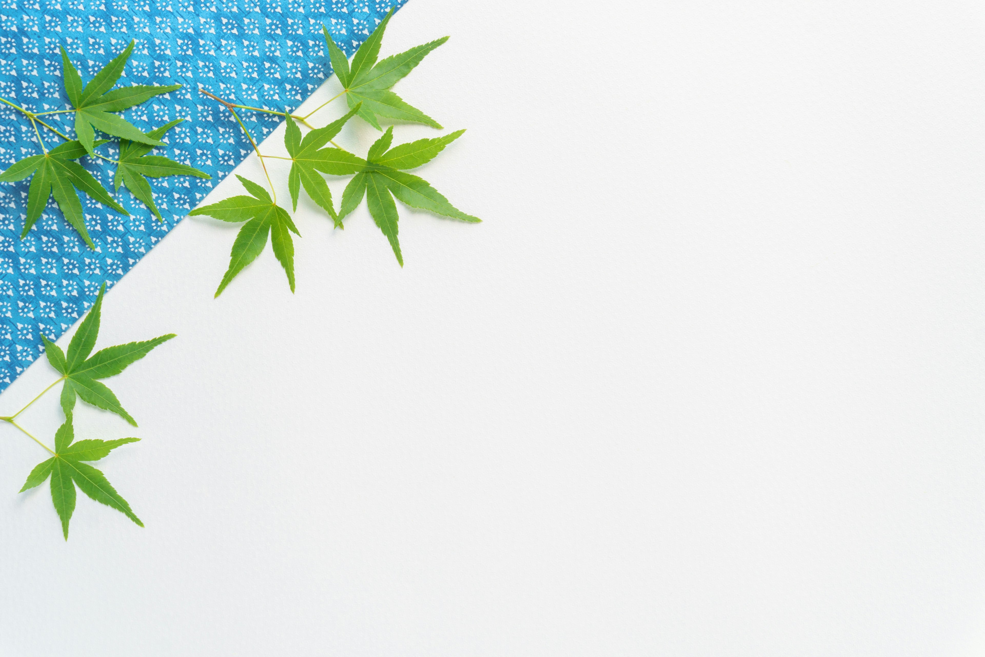 Green leaves arranged on blue fabric with a white background