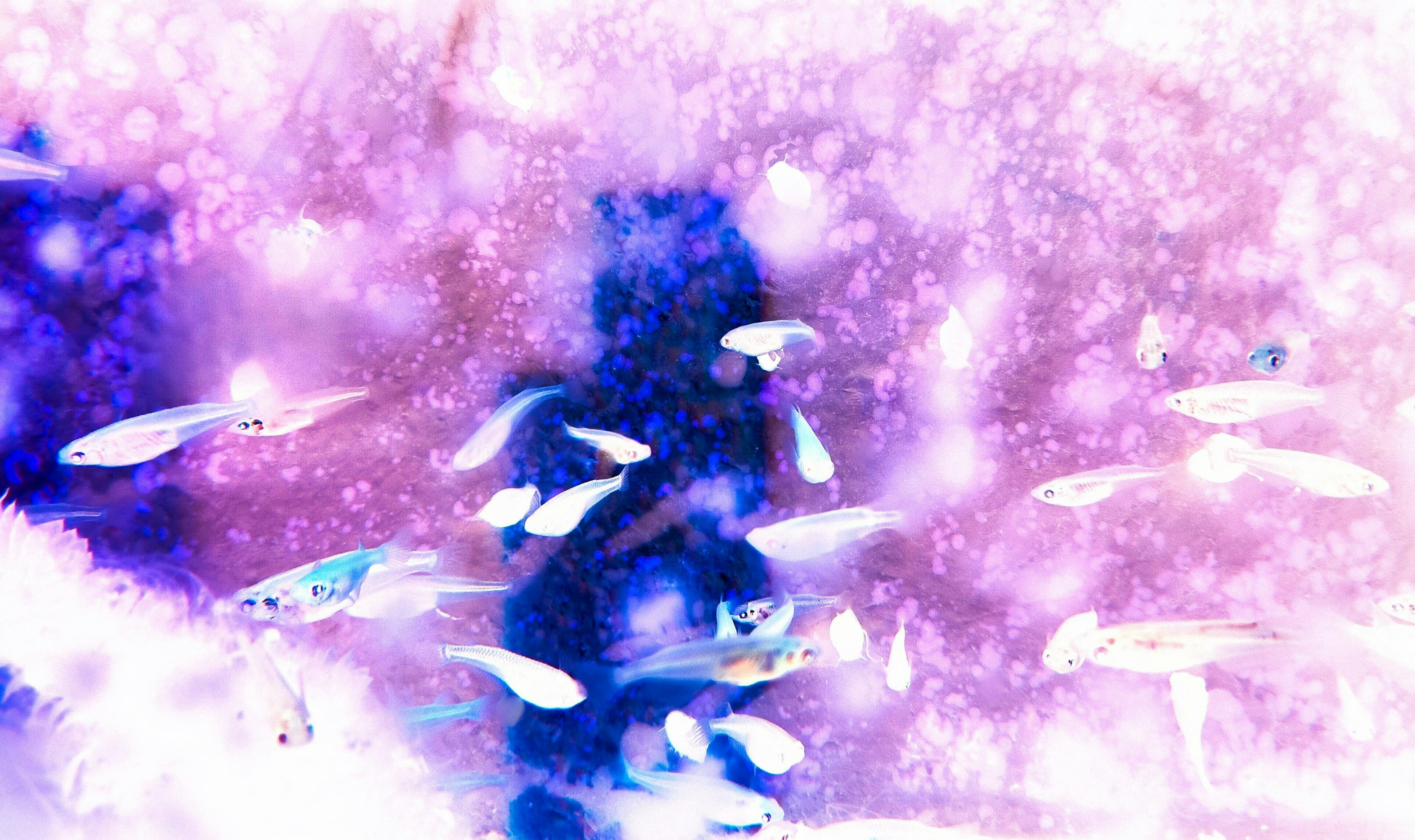 Colorful small fish swimming in a dreamy underwater scene with soft purple and blue hues