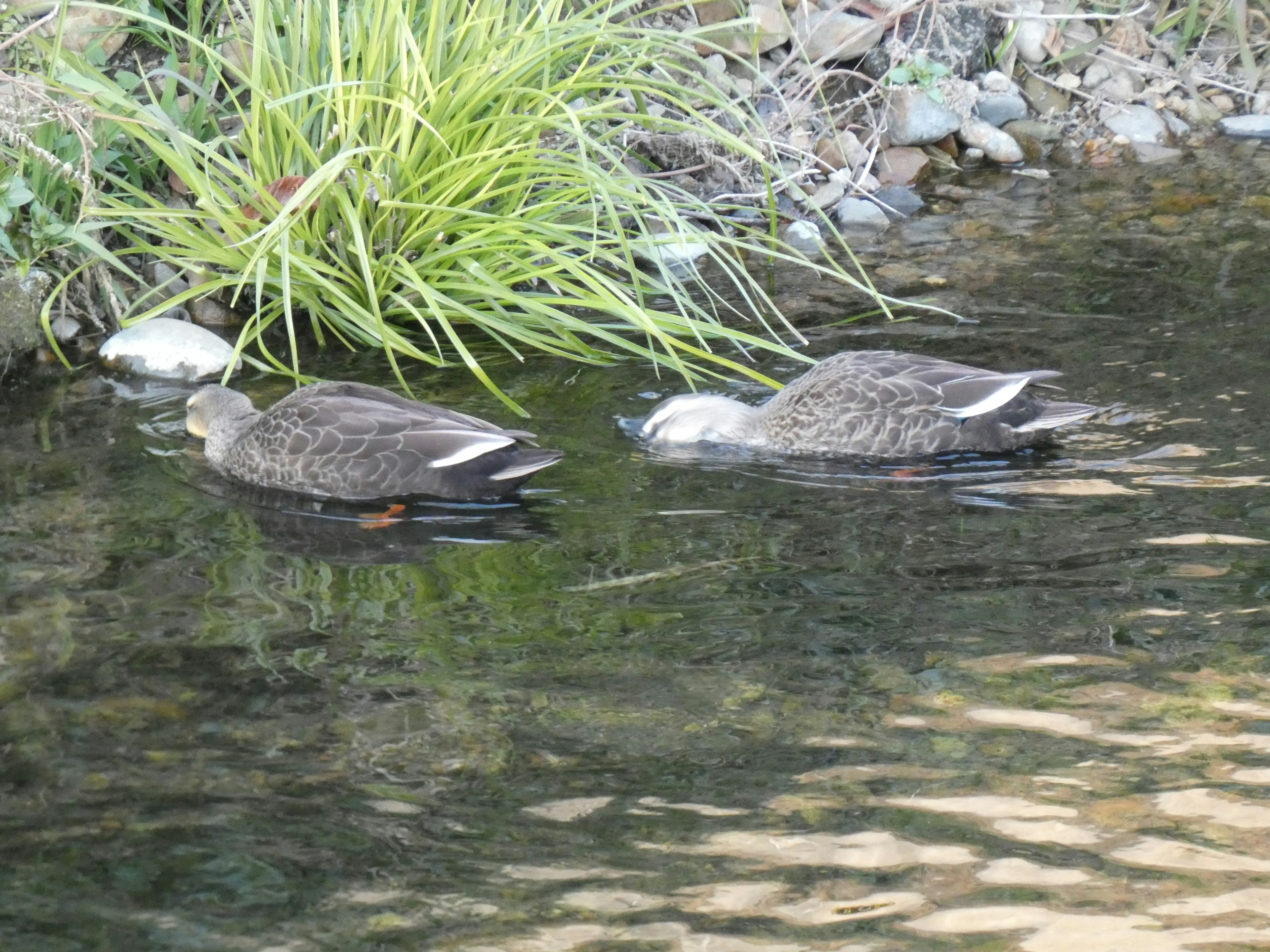 Two ducks floating on the water with green grass nearby