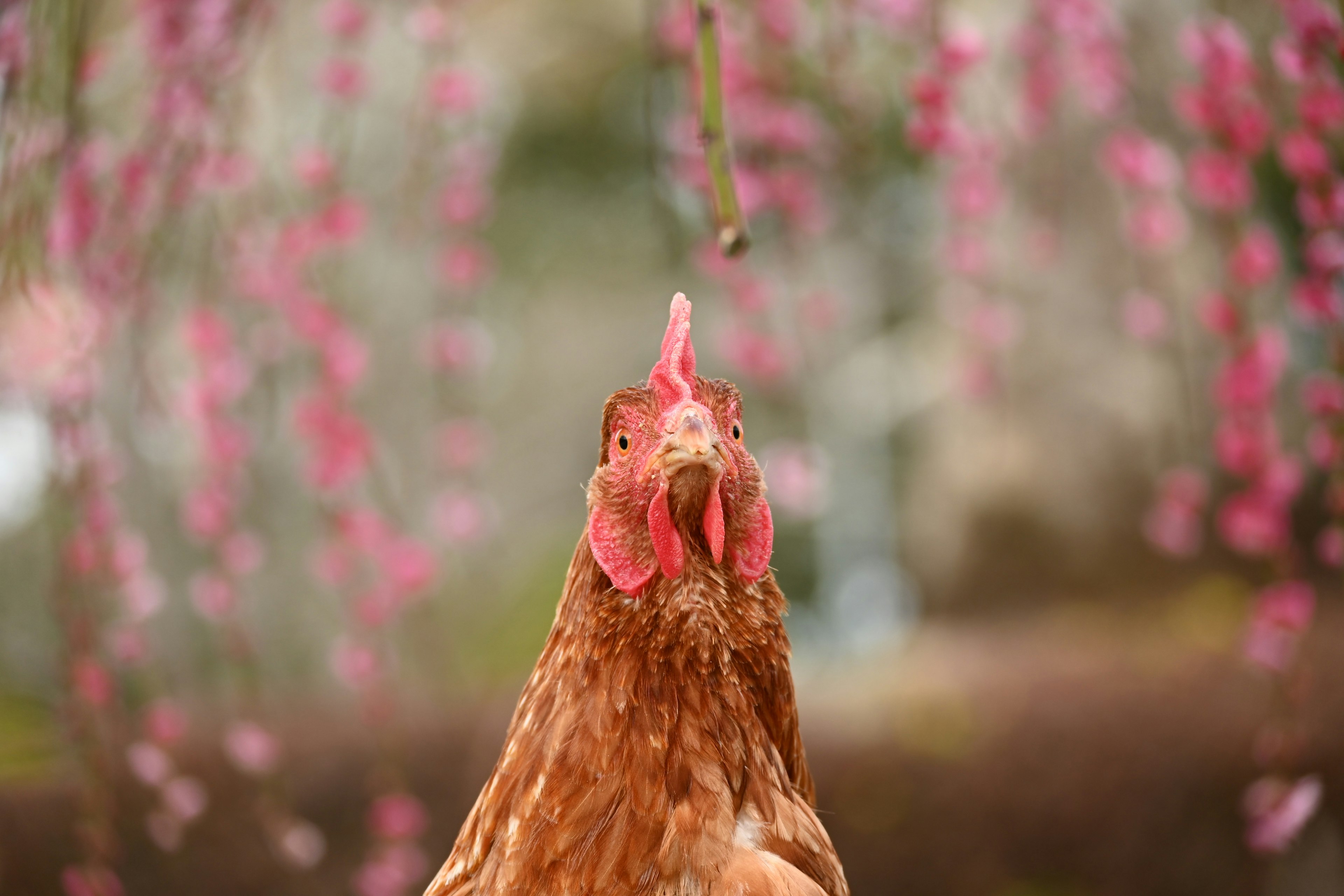 ピンクの花の背景に立つ鶏のクローズアップ