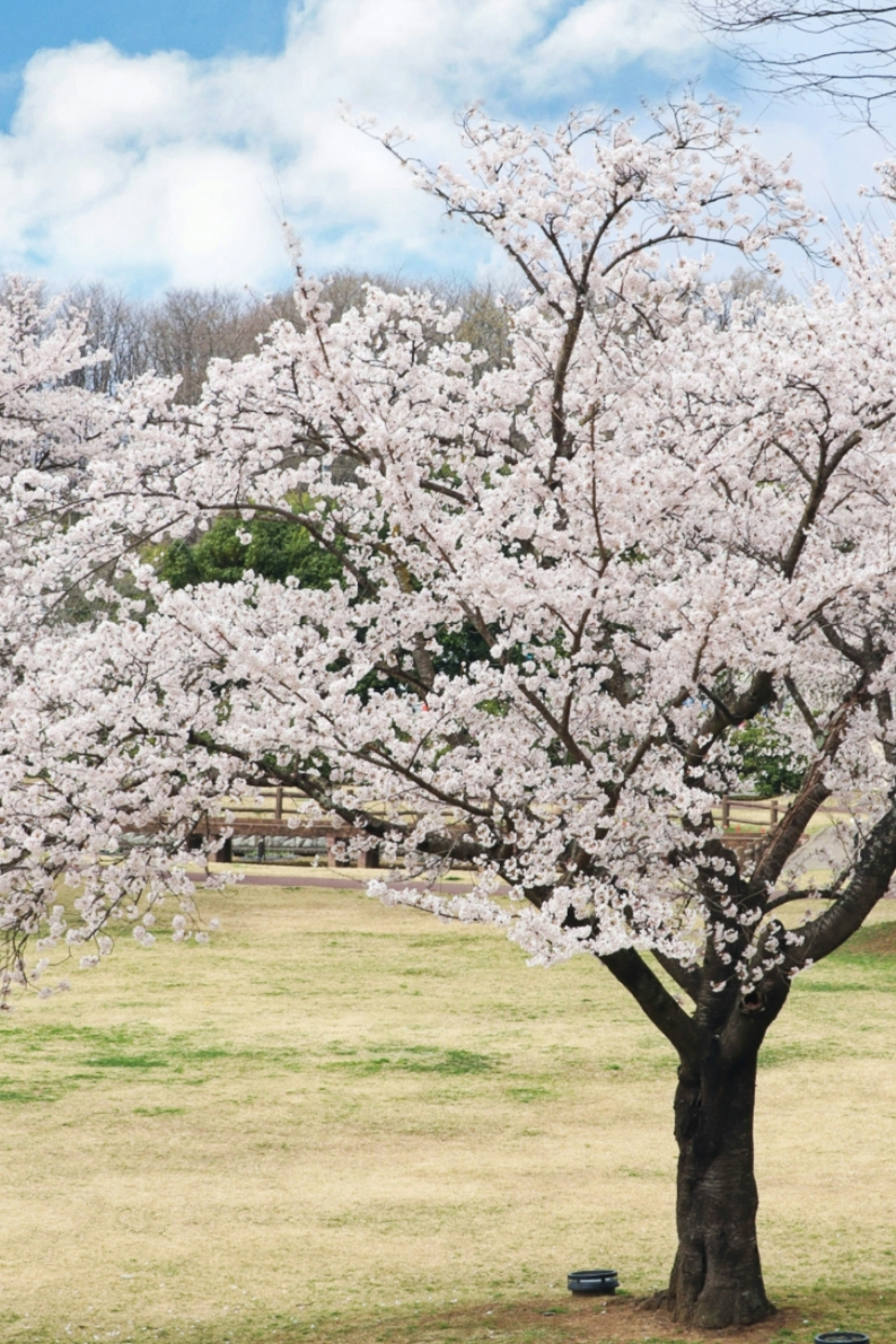 春の桜の木が満開で青空を背景にしている