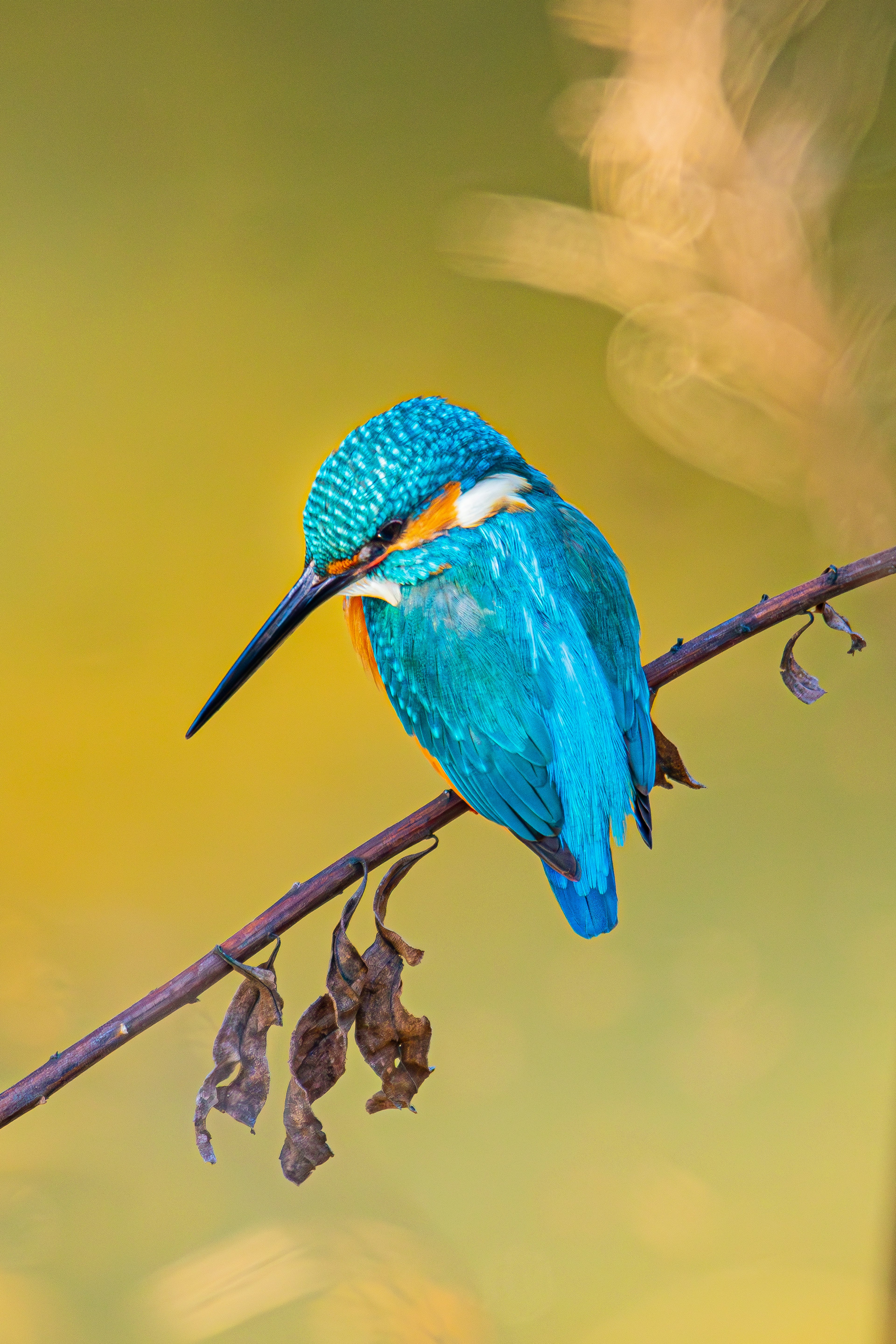 Seekor burung kingfisher biru cerah bertengger di dahan