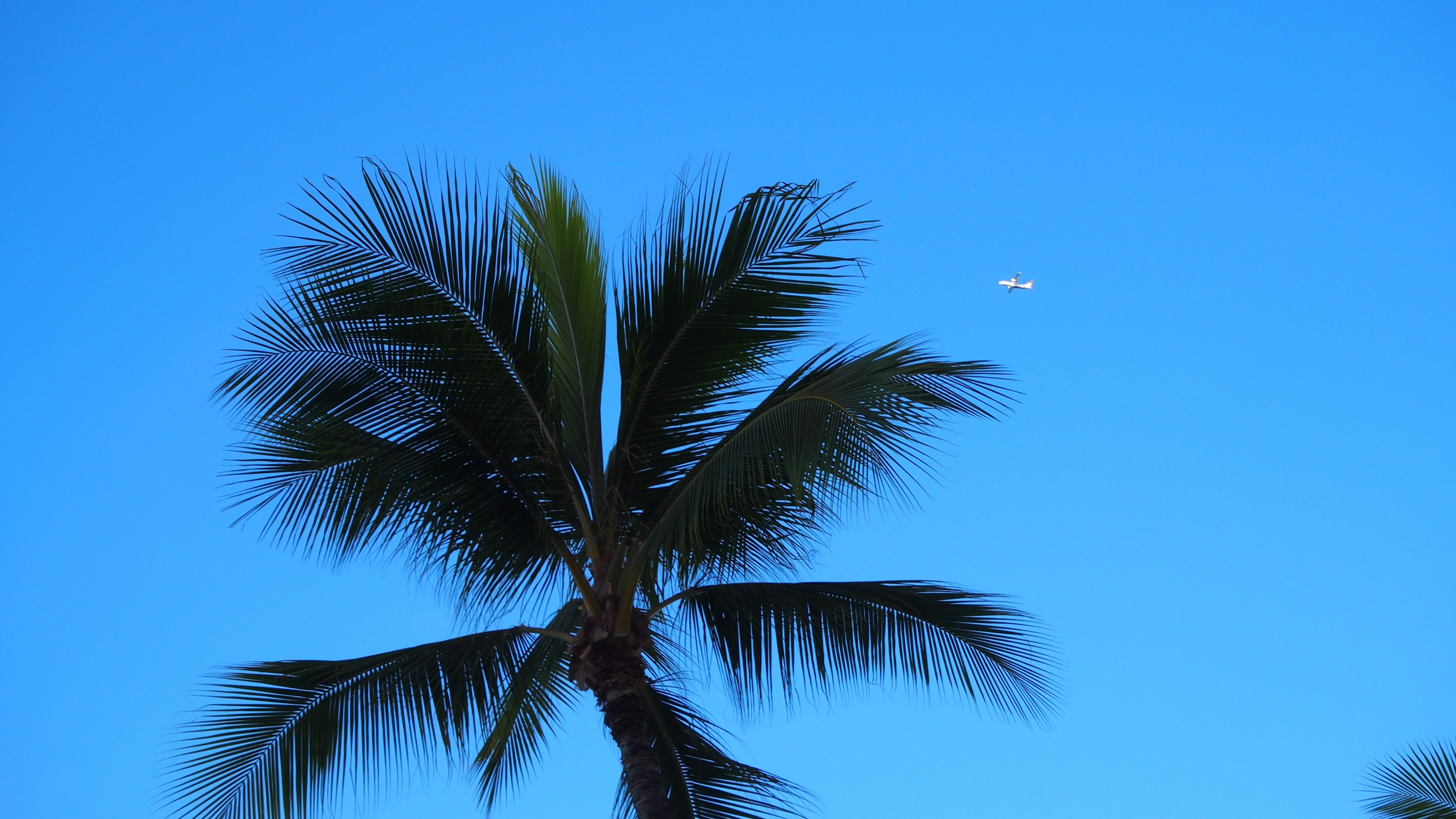 Palmera contra un cielo azul claro con un pequeño avión