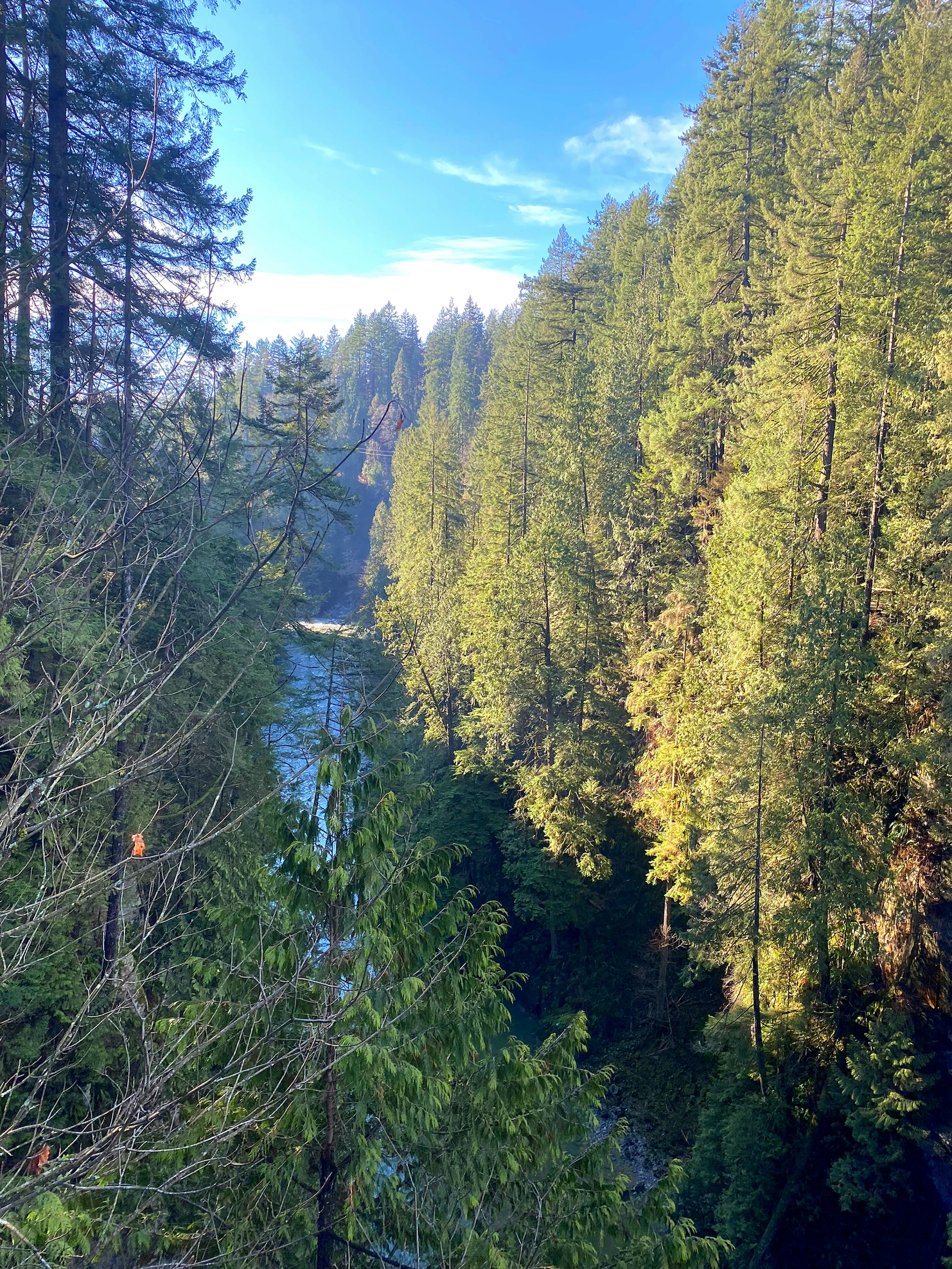 Vista di una foresta lussureggiante e di un fiume sotto un cielo blu che mostra la bellezza naturale