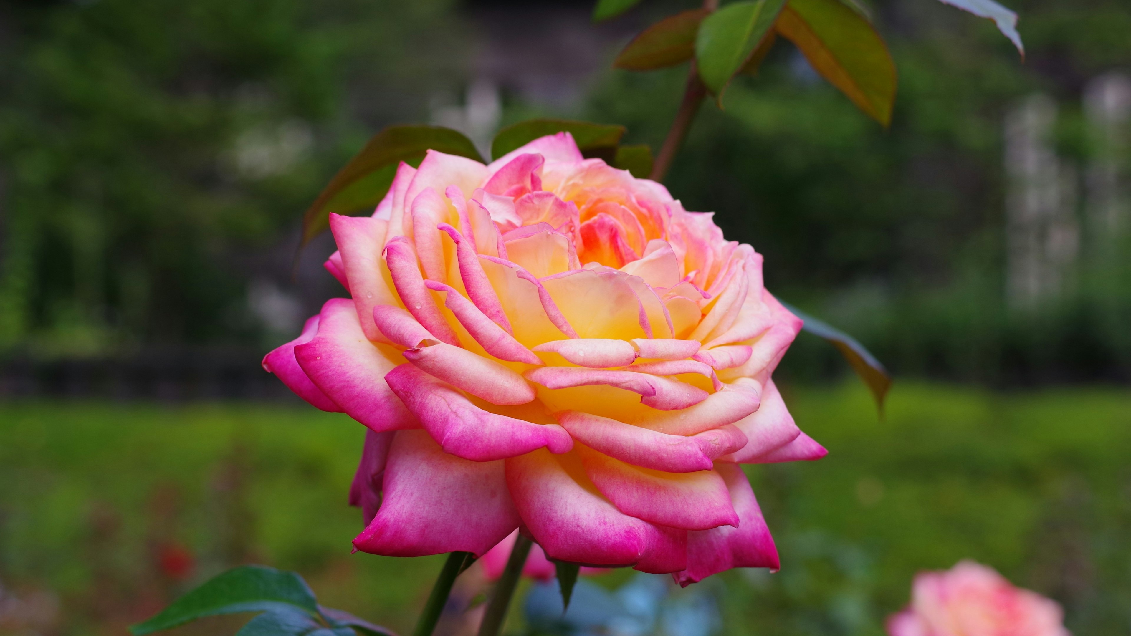 Beautiful pale pink and yellow rose flower blooming