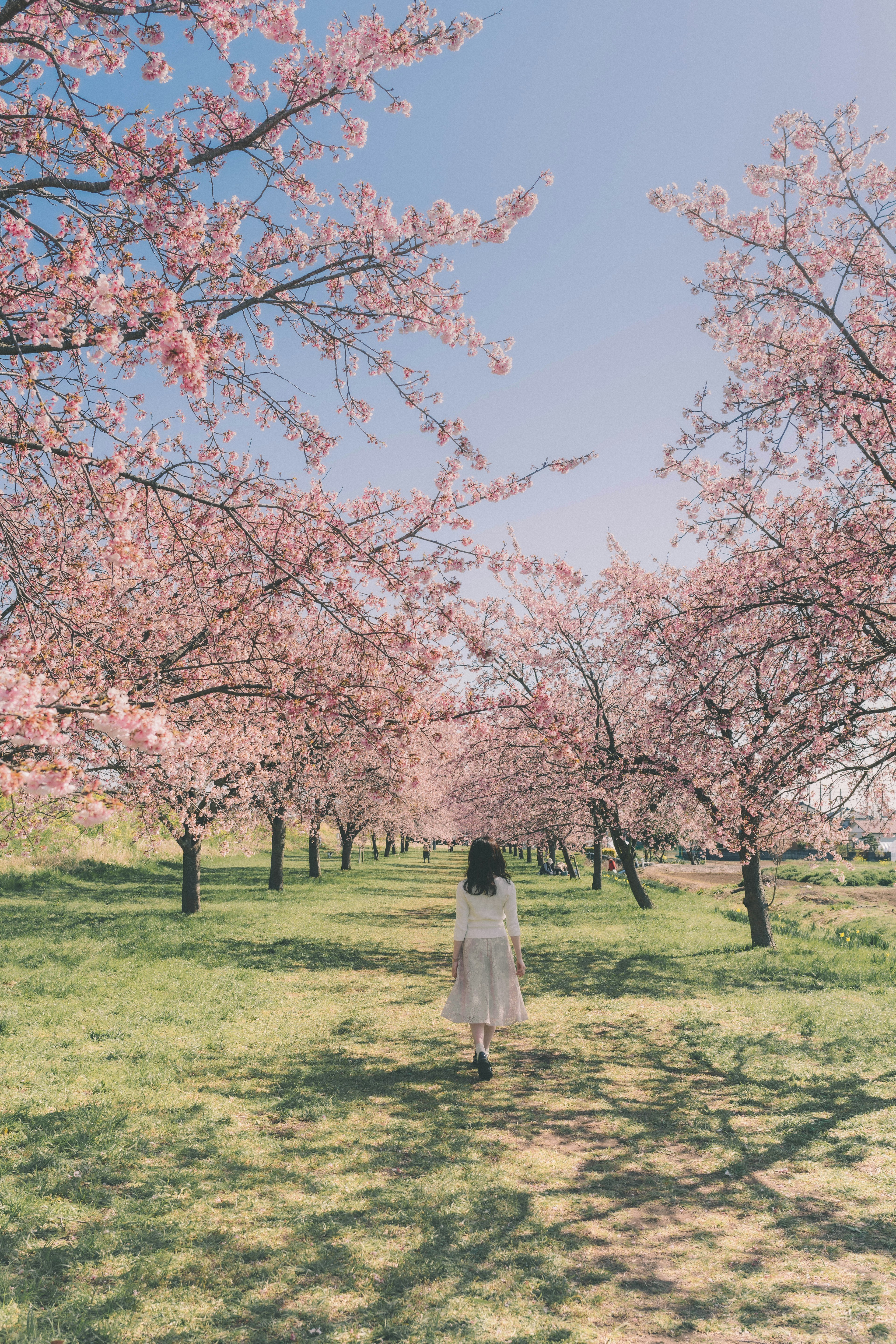 桜の木の間を歩く女性の姿と青空