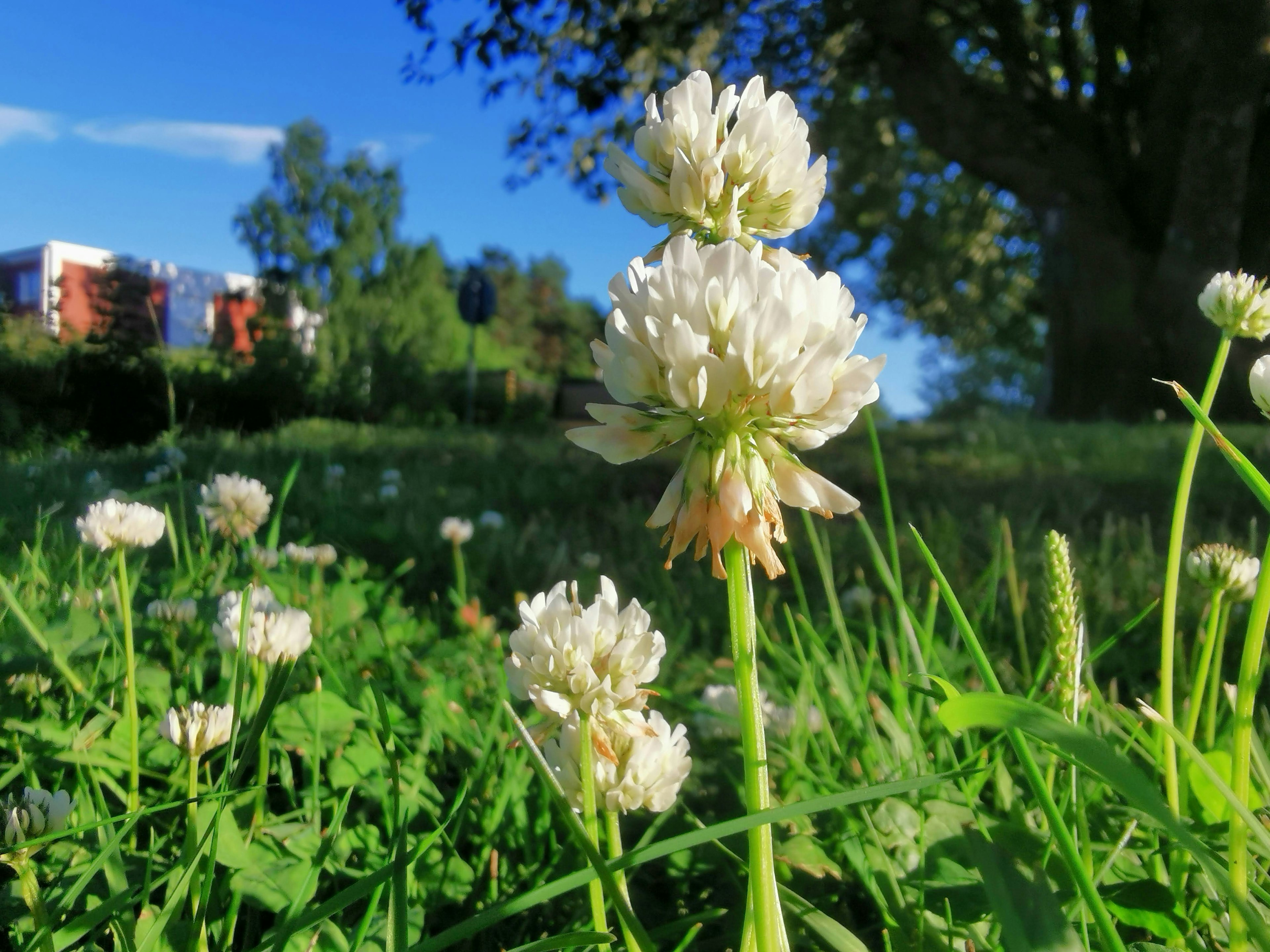 A field of blooming white clover flowers under a blue sky