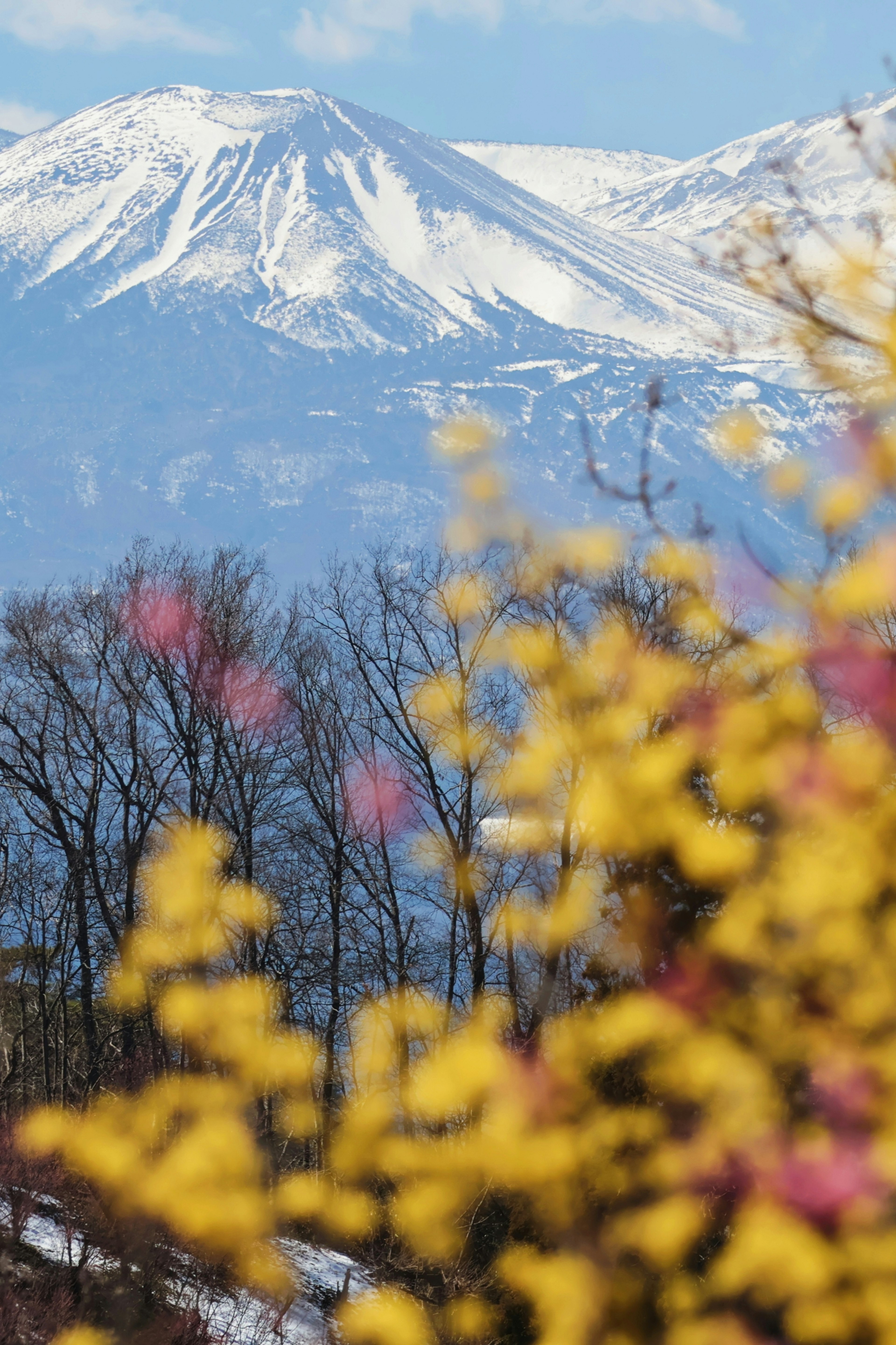 雪に覆われた山と春の花々が混在する美しい風景