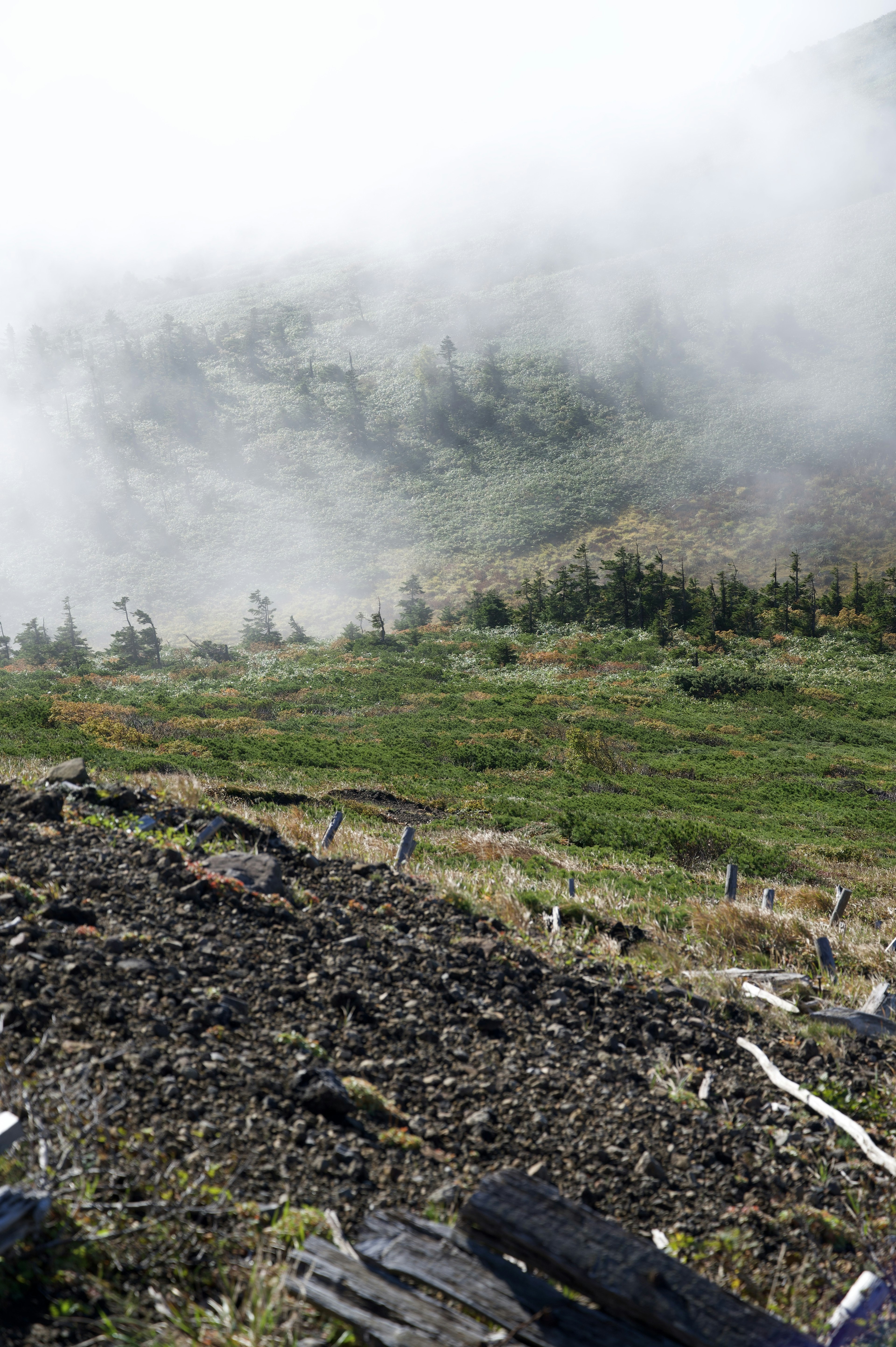 Pendio di montagna nebbioso con erba verde