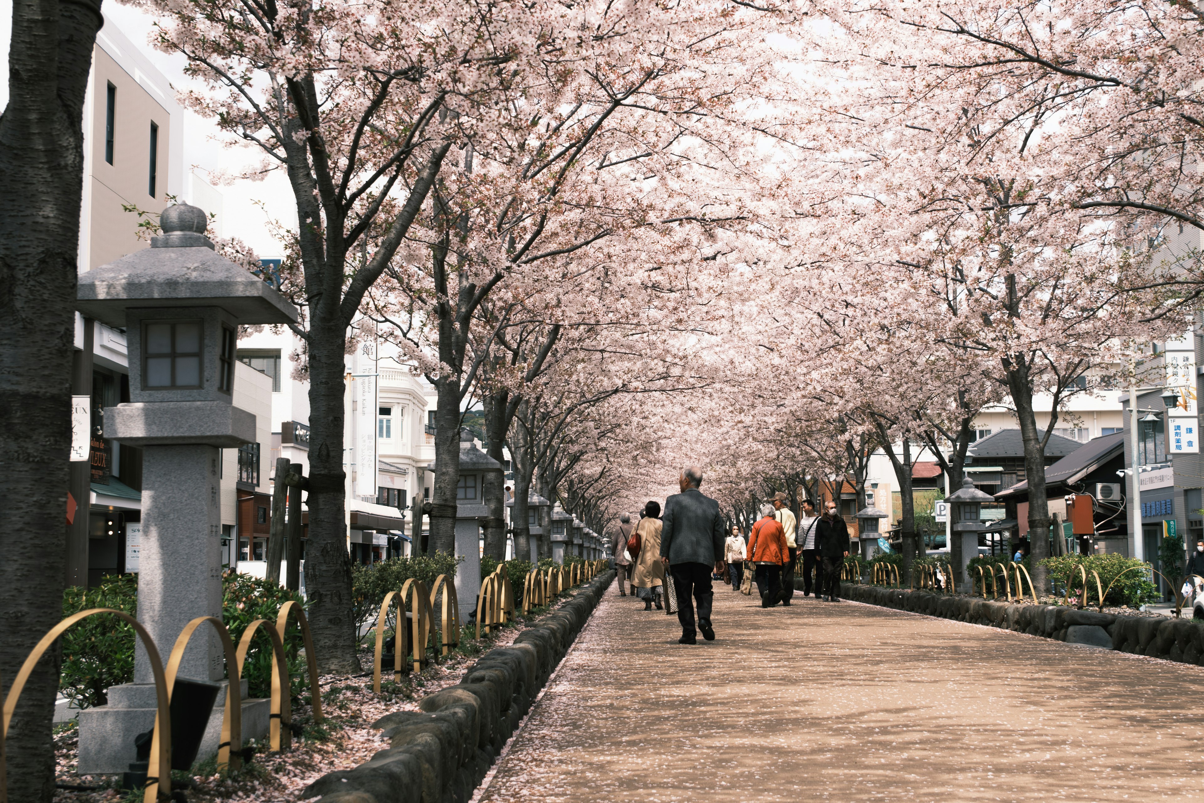 桜の木が並ぶ通りを歩く人々の風景