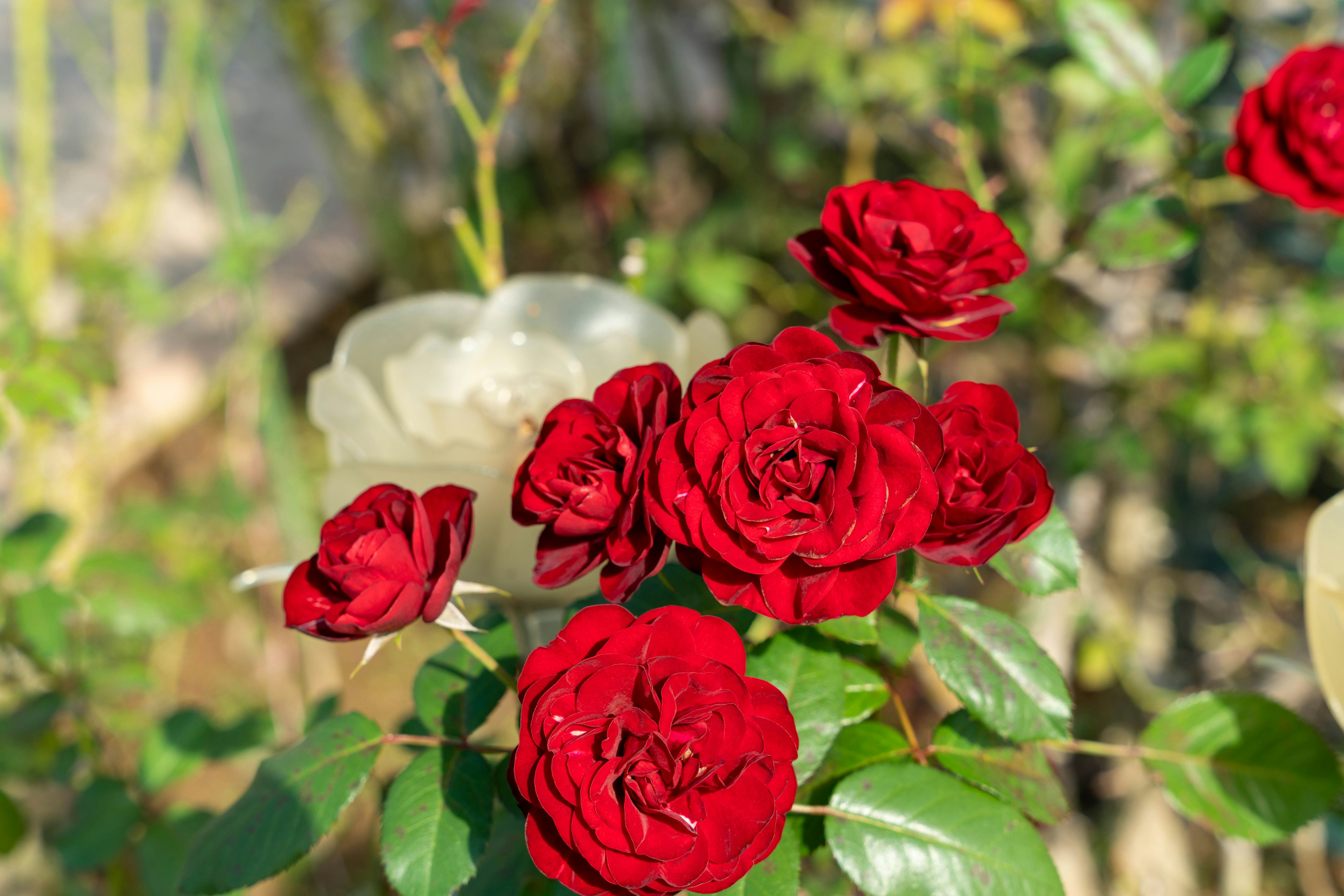 Lebendige rote Rosen blühen in einem Garten