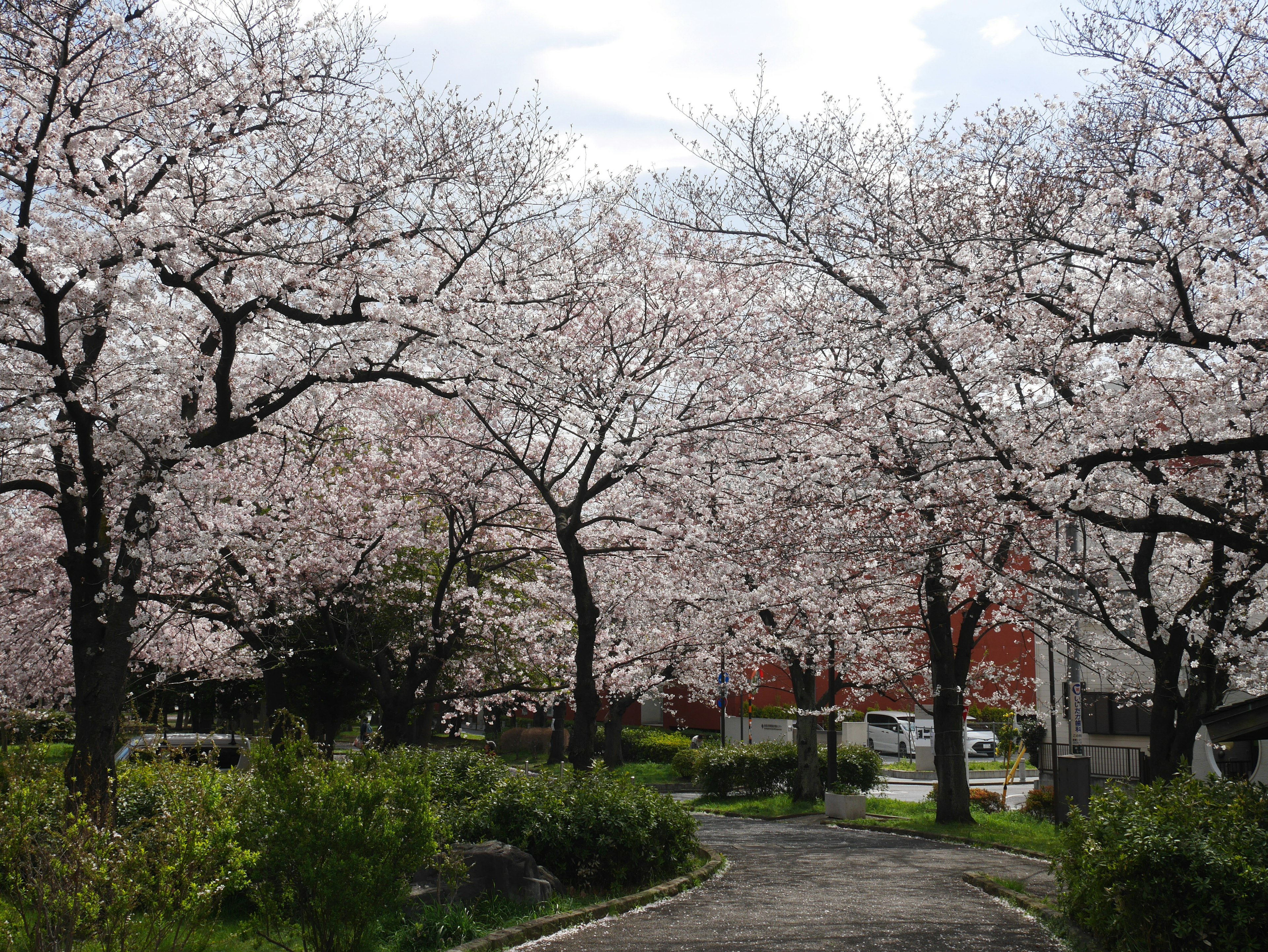 Hermoso paisaje a lo largo de un camino flanqueado por cerezos en flor