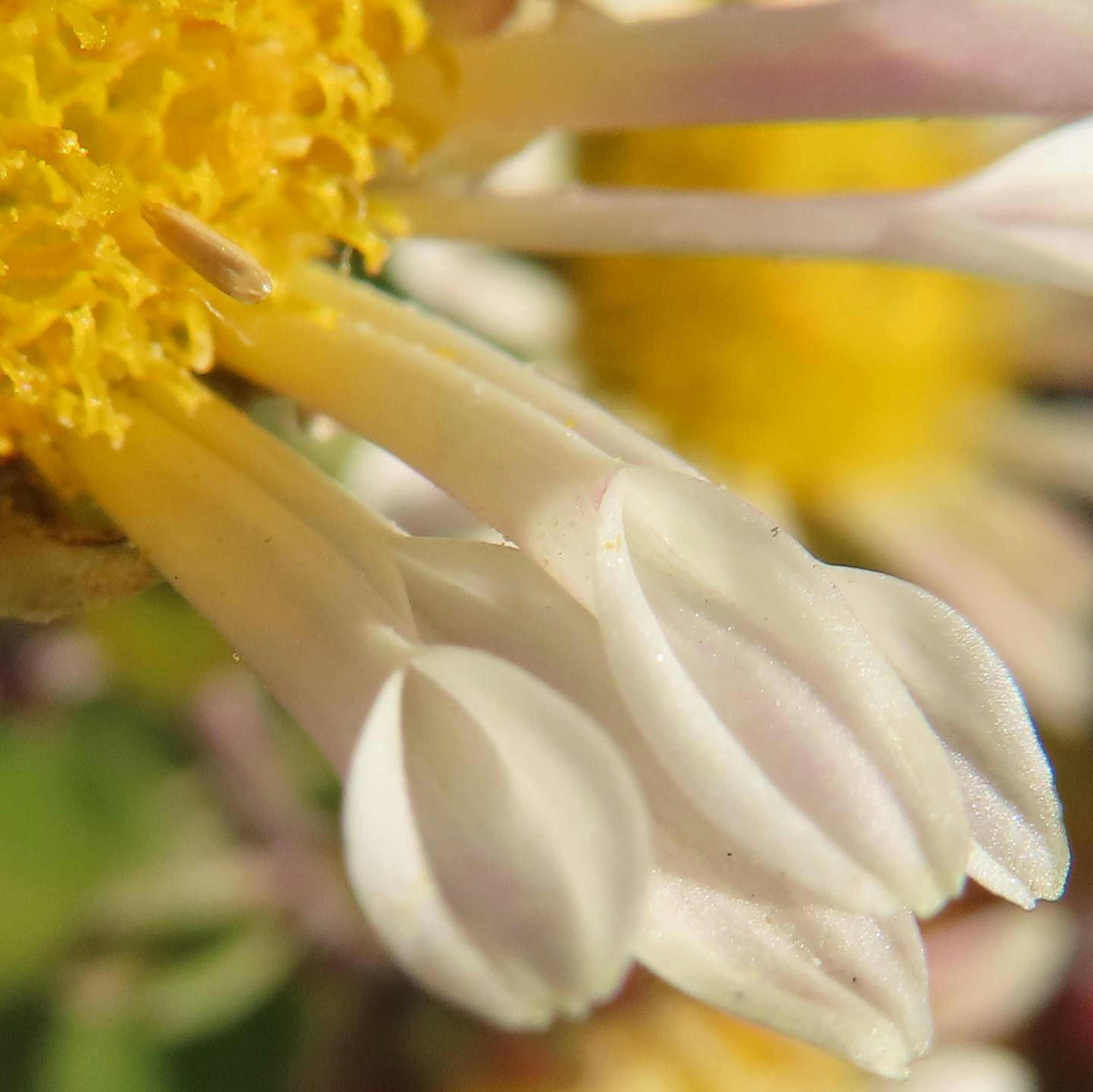 Gros plan d'une fleur avec des pétales blancs et un centre jaune